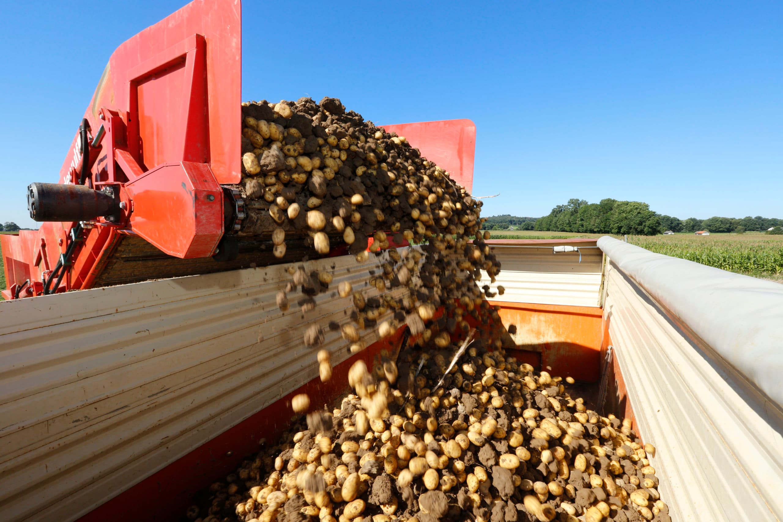 De oogst van biologische aardappelen. Het opbrengstvershcil tussen biologische en gangbare akkerbouw is zo'n 20%.