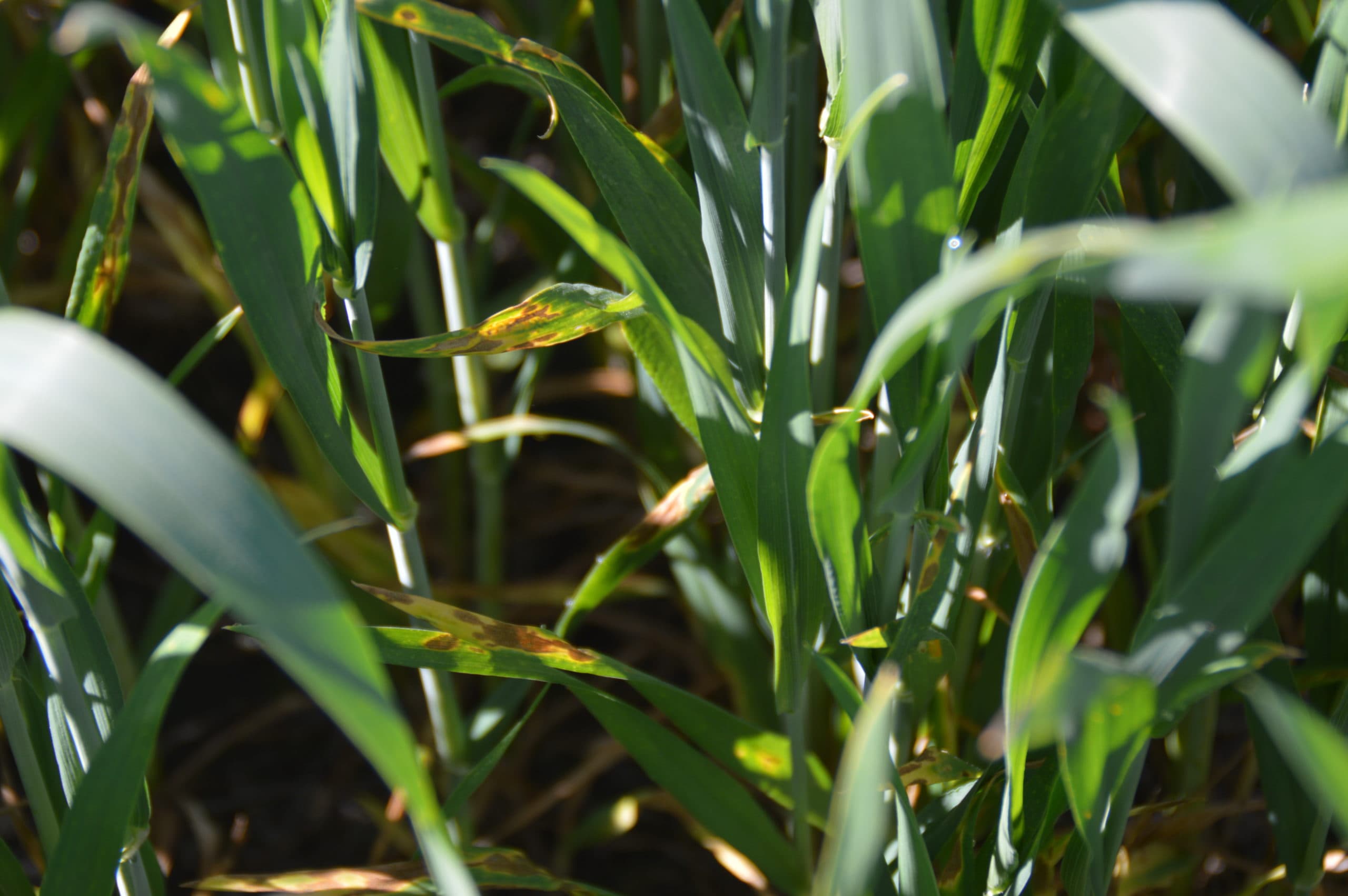 Septoria in wintertarwe. - Foto: Bayer CropScience