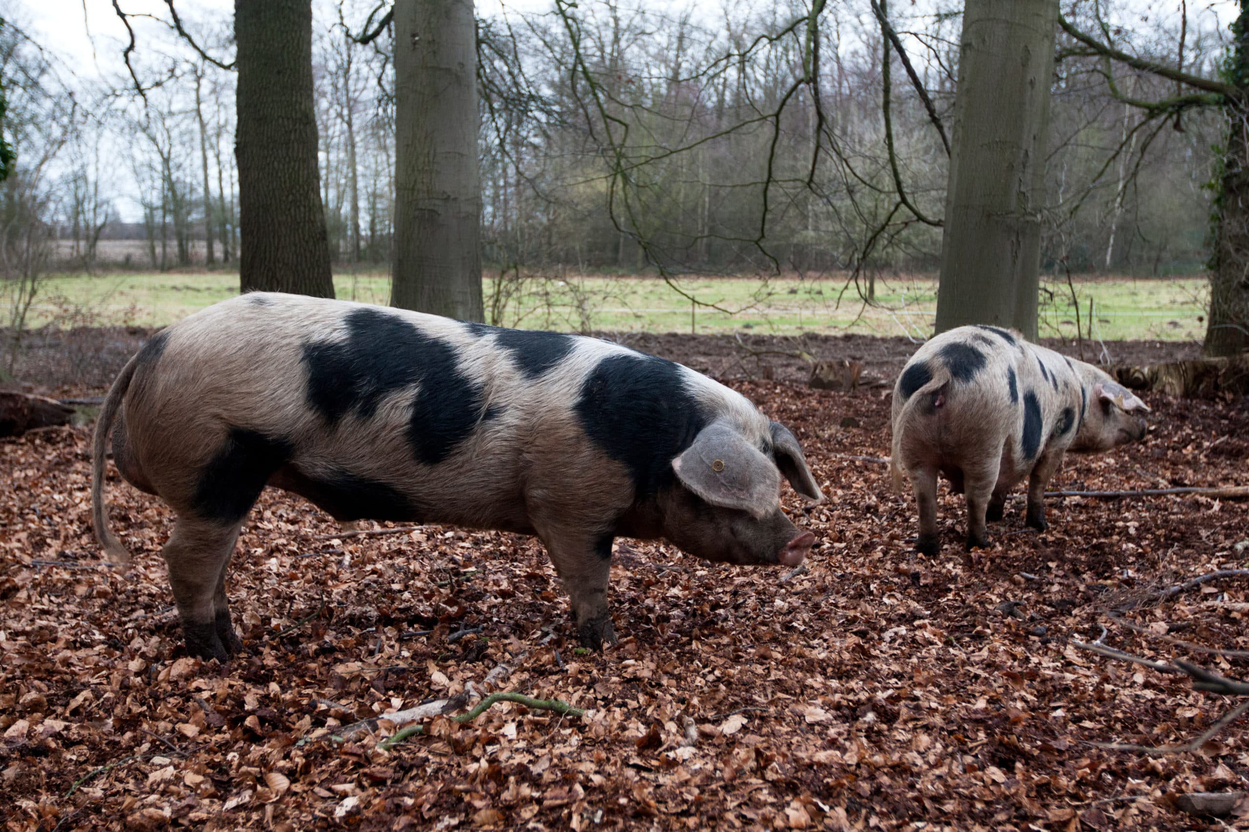 Foto: Ronald Hissink