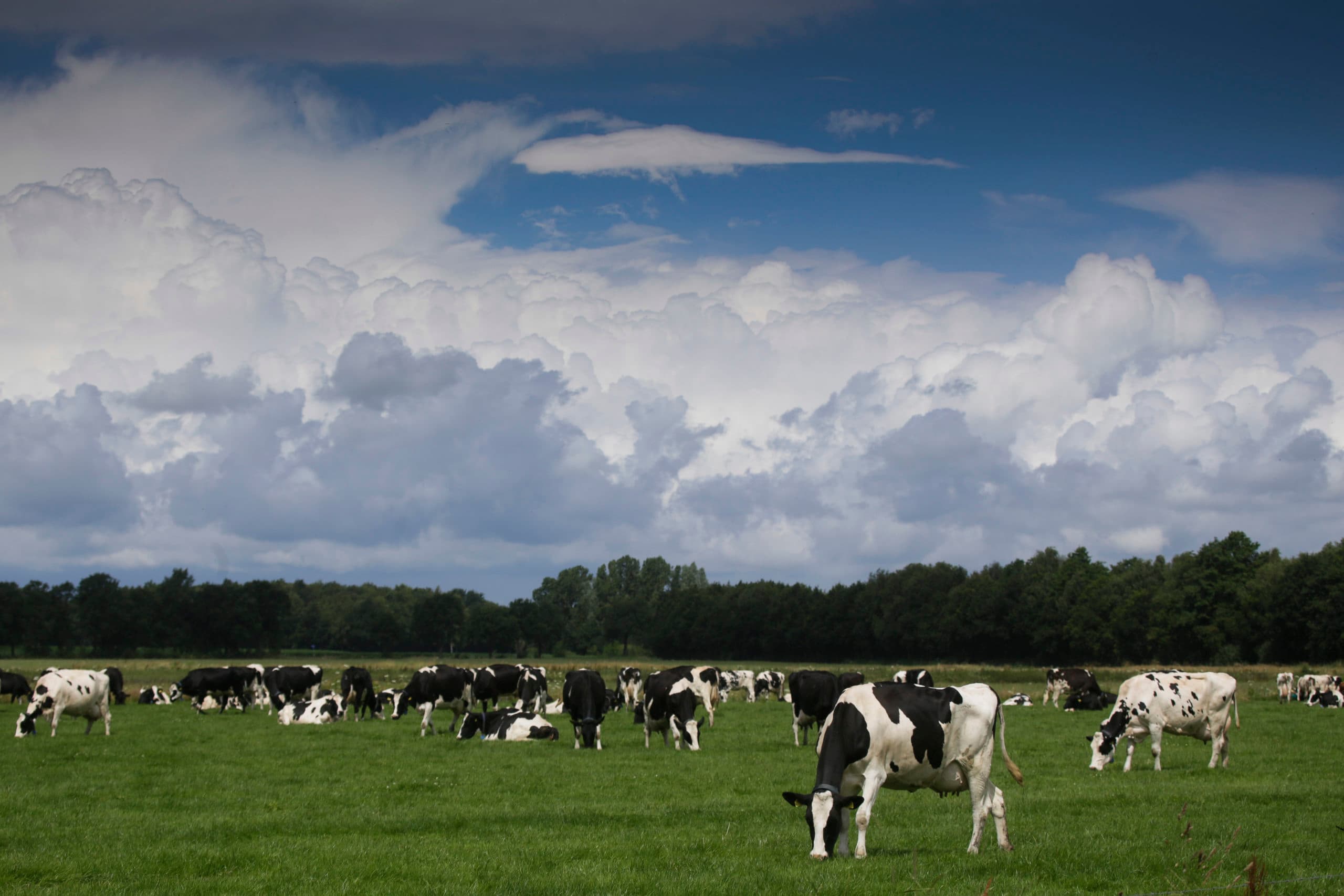 Foto: Jan Willem van Vliet