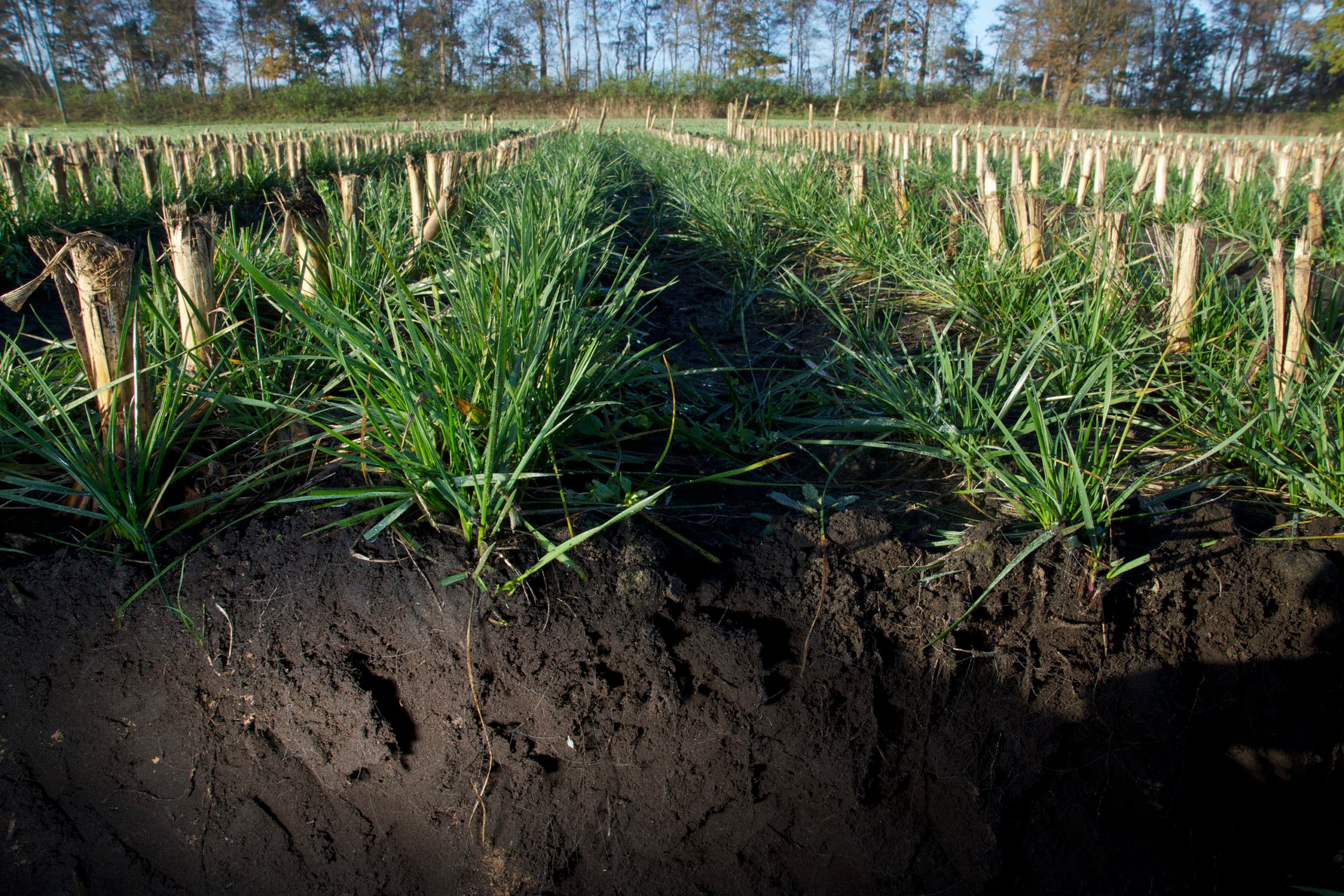 Foto: Barenbrug