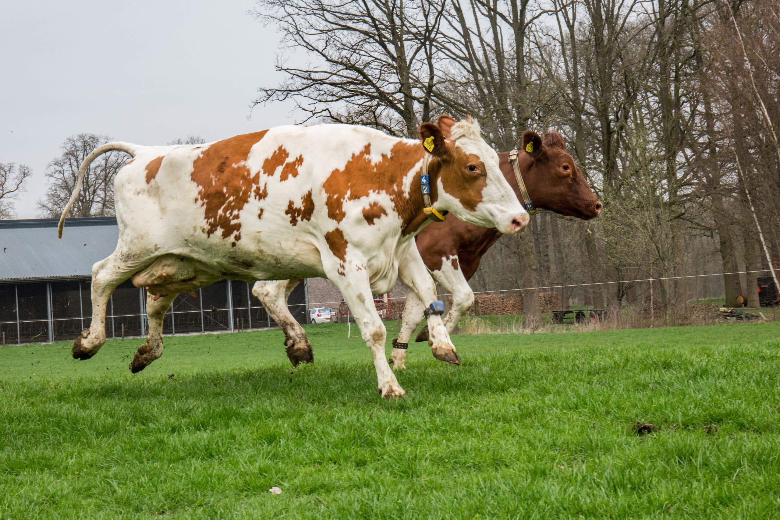Foto: Herbert Wiggerman