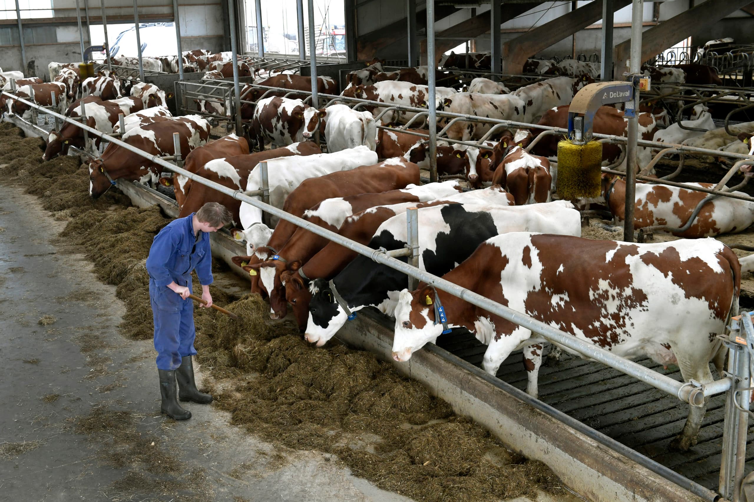 Het aantal melkveebedrijven neemt met 1,5% per jaar af. Rabobank verwacht de komende jaren een iets sterkere daling. Dat biedt kansen voor opschaling van de blijvers. - Foto Roel Dijkstra