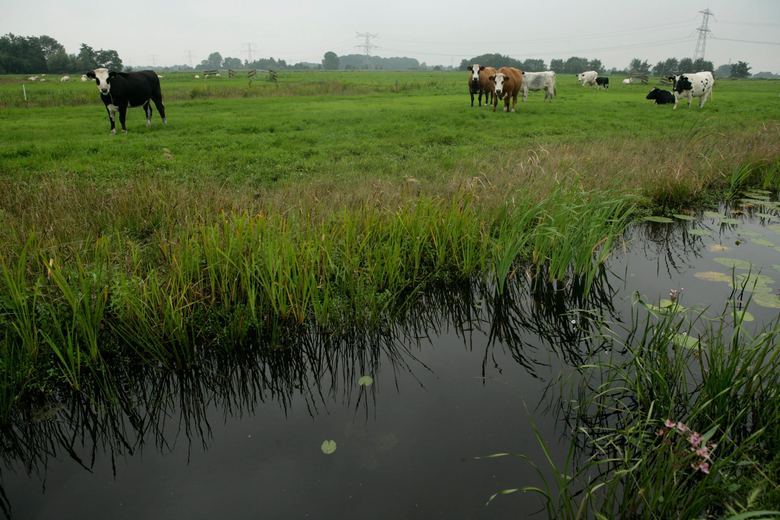 Foto: Koos Groenewold