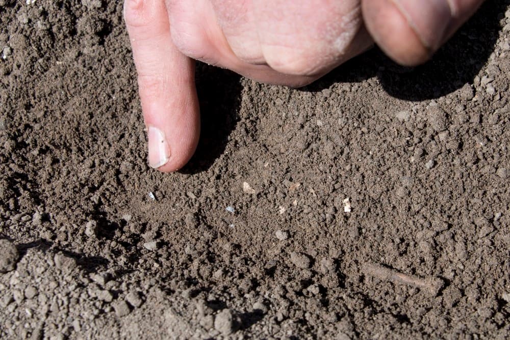 Deze wintertarwe wordt geteeld voor baktarwe.
