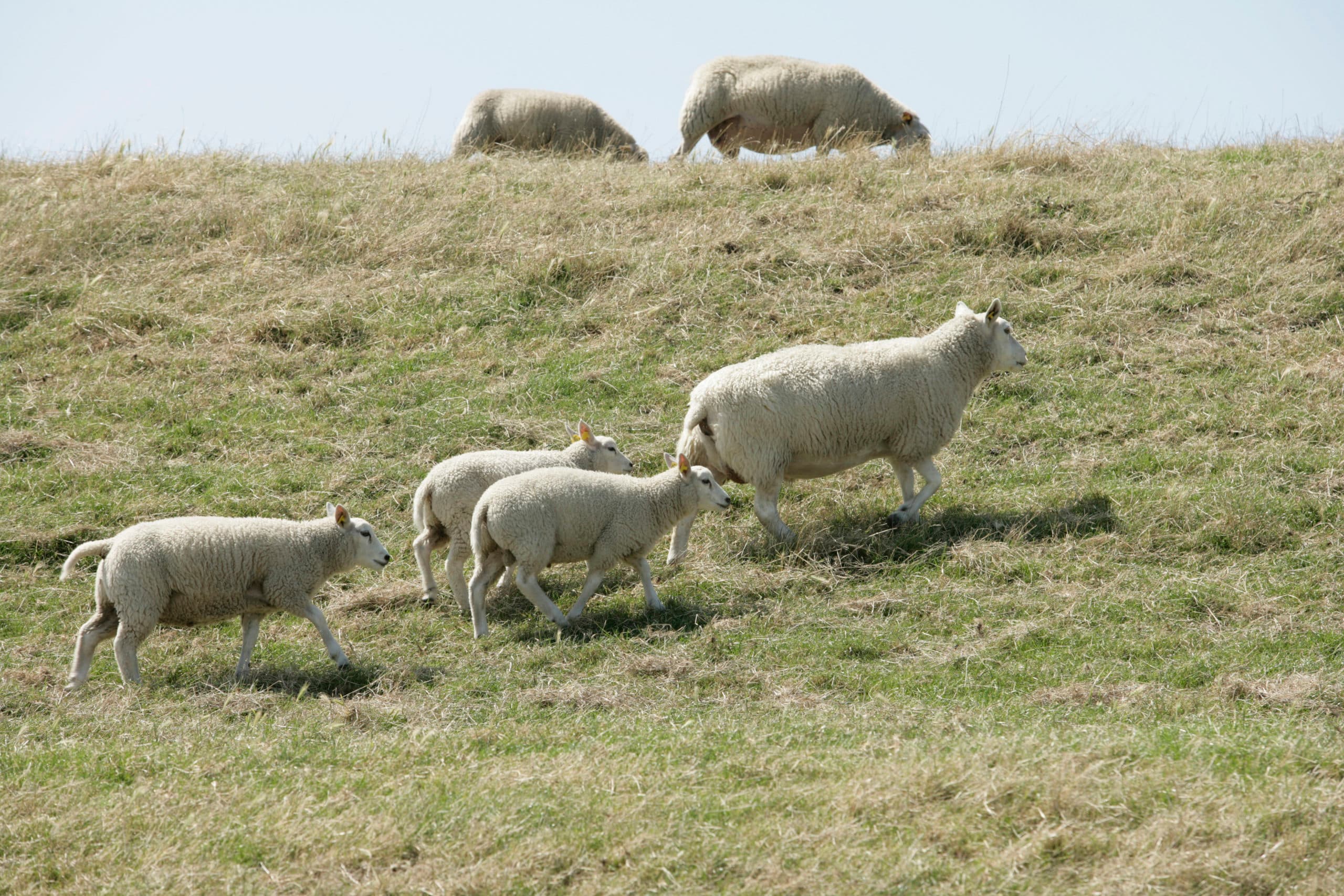 Foto: Jan Willem Schouten