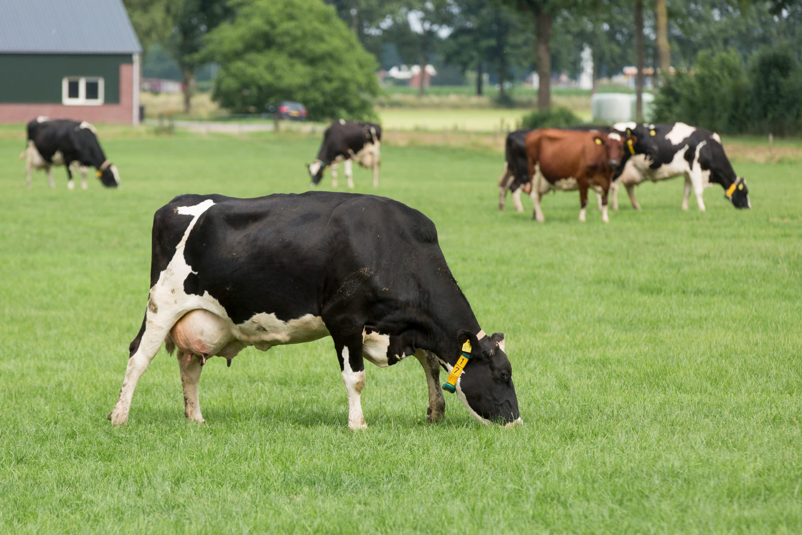Foto: Koos Groenewold