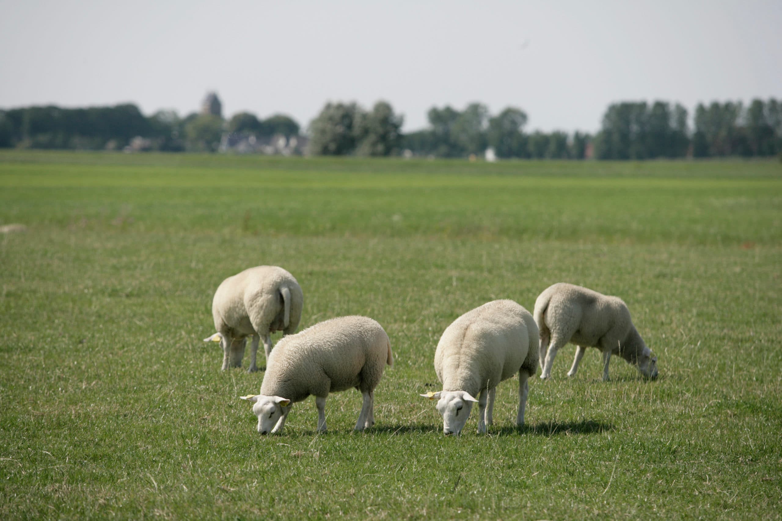 Foto: Jan Willem Schouten