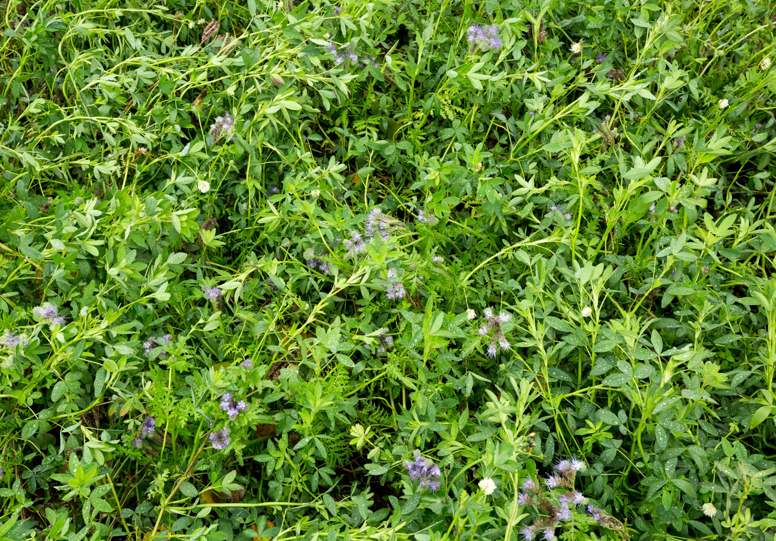 Nieuwe subsidiekans voor Planty Organic