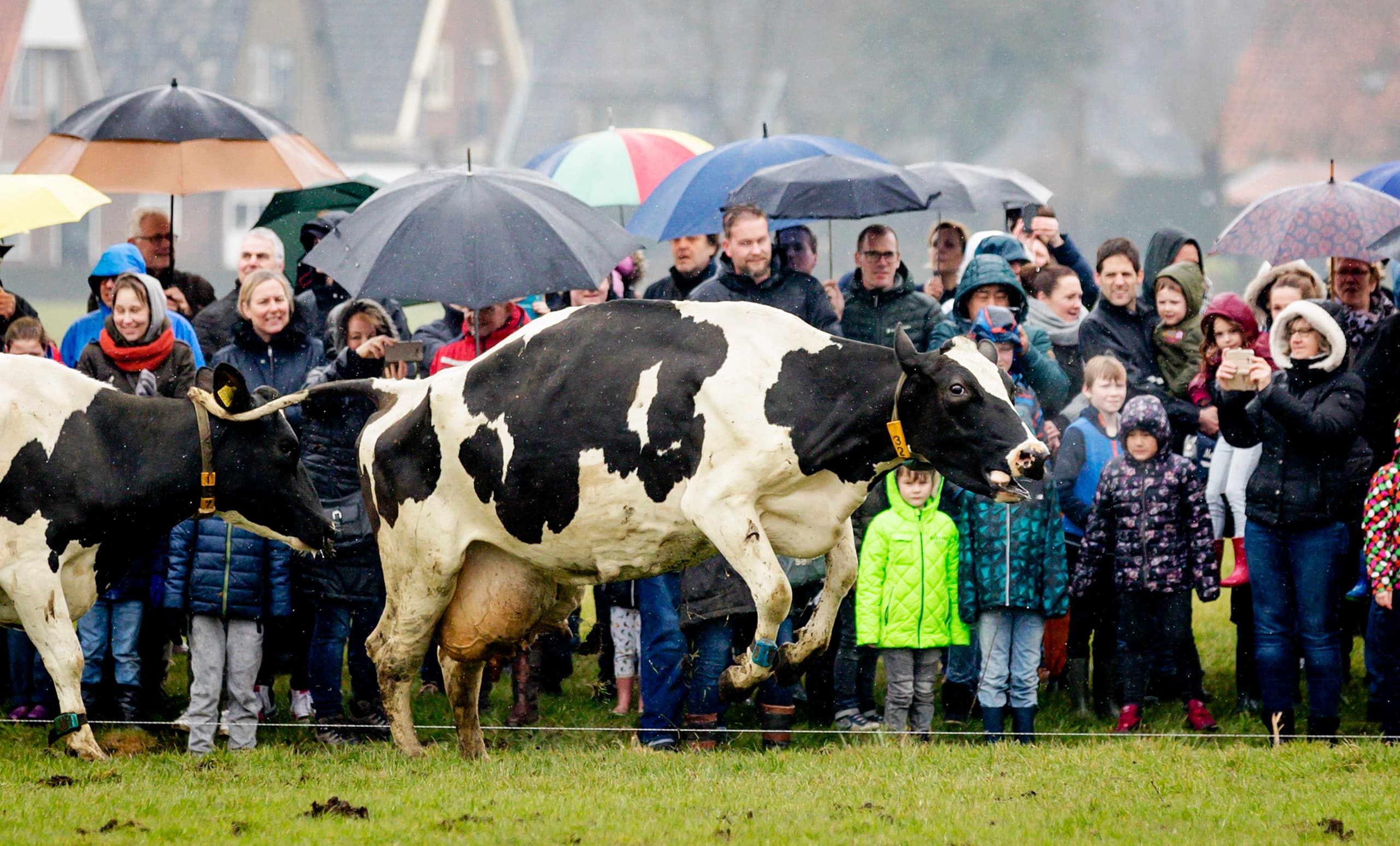 Koeien naar buiten in Heiloo. Minister Schouten opende hier hoogstpersoonlijk het hek. Dit positieve mediamoment was uitzondering tussen alle negatieve berichten over de veehouderij. - Foto: ANP
