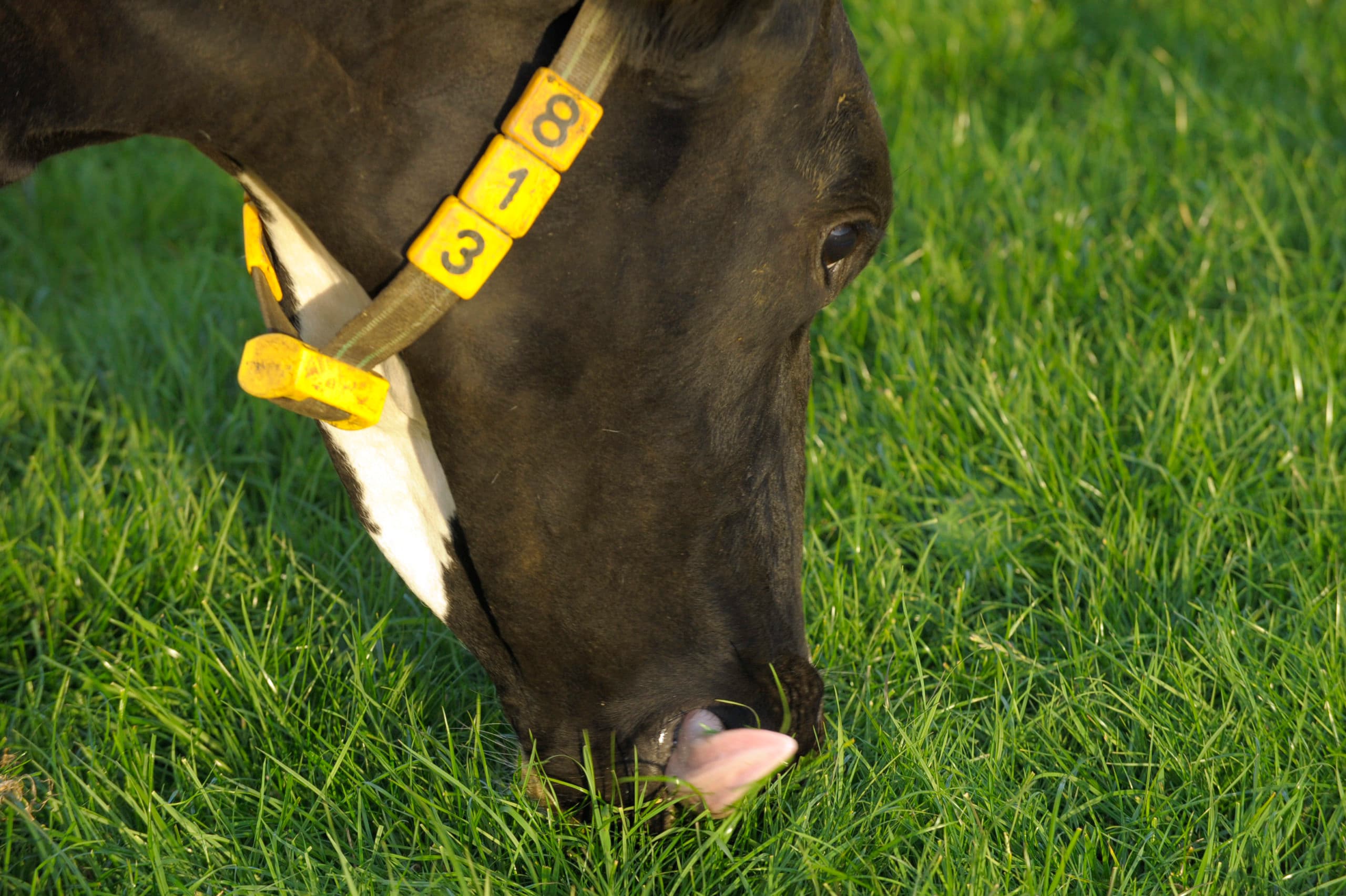 Agrifirm: veel eiwit in vers weidegras