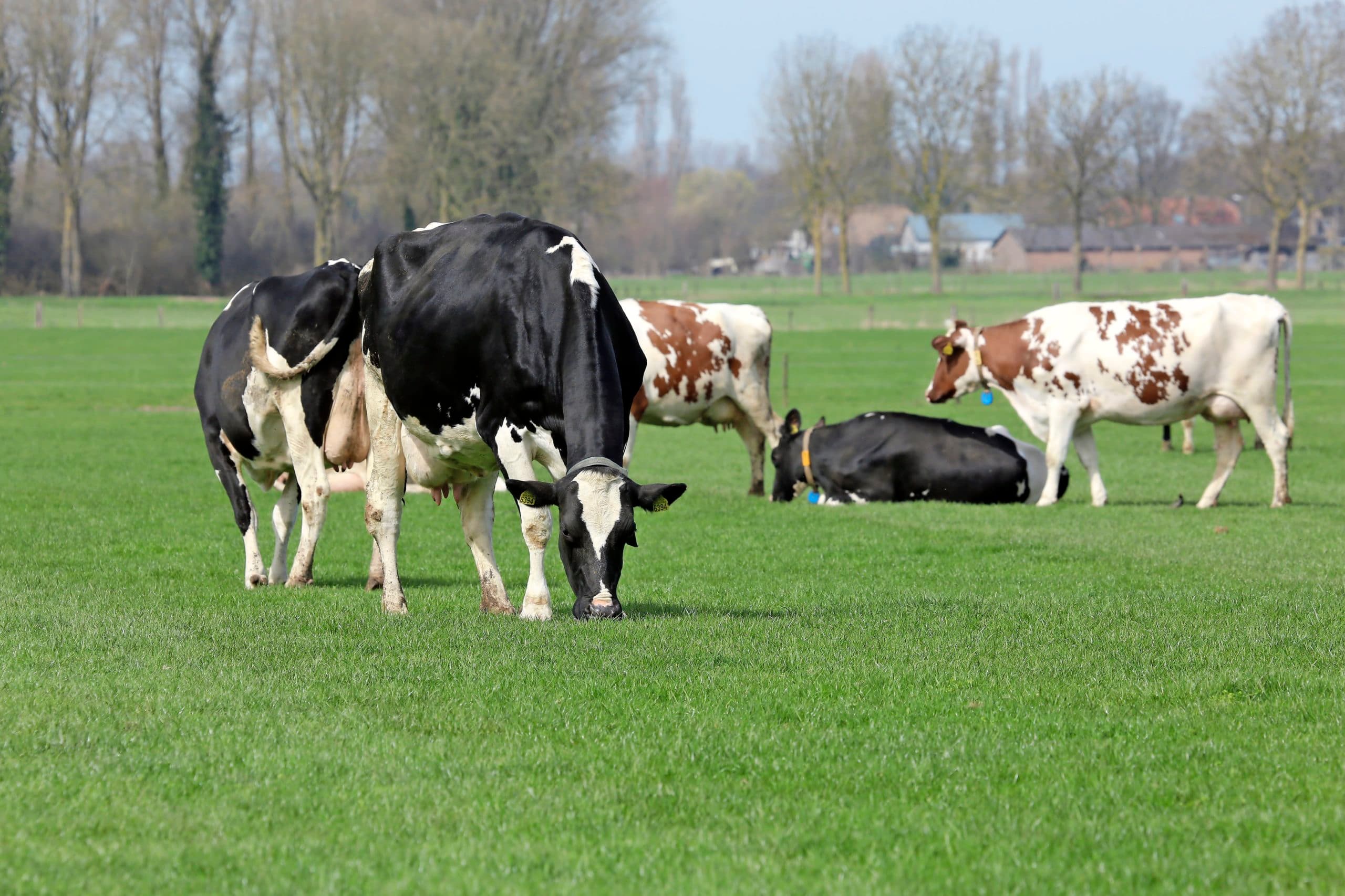 Foto: Henk Riswick
