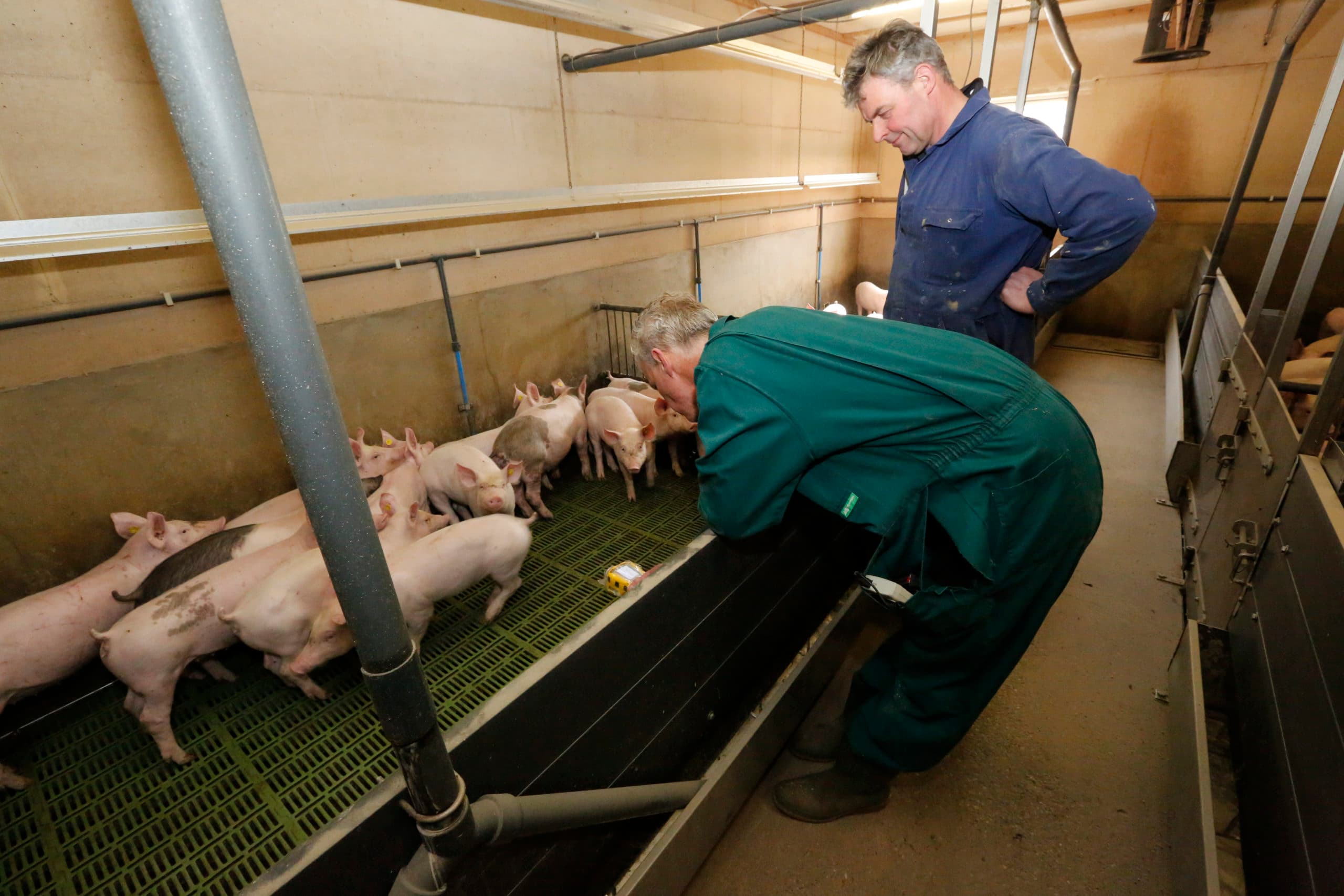 Meekijken met NVWA-controle klimaat varkensstal