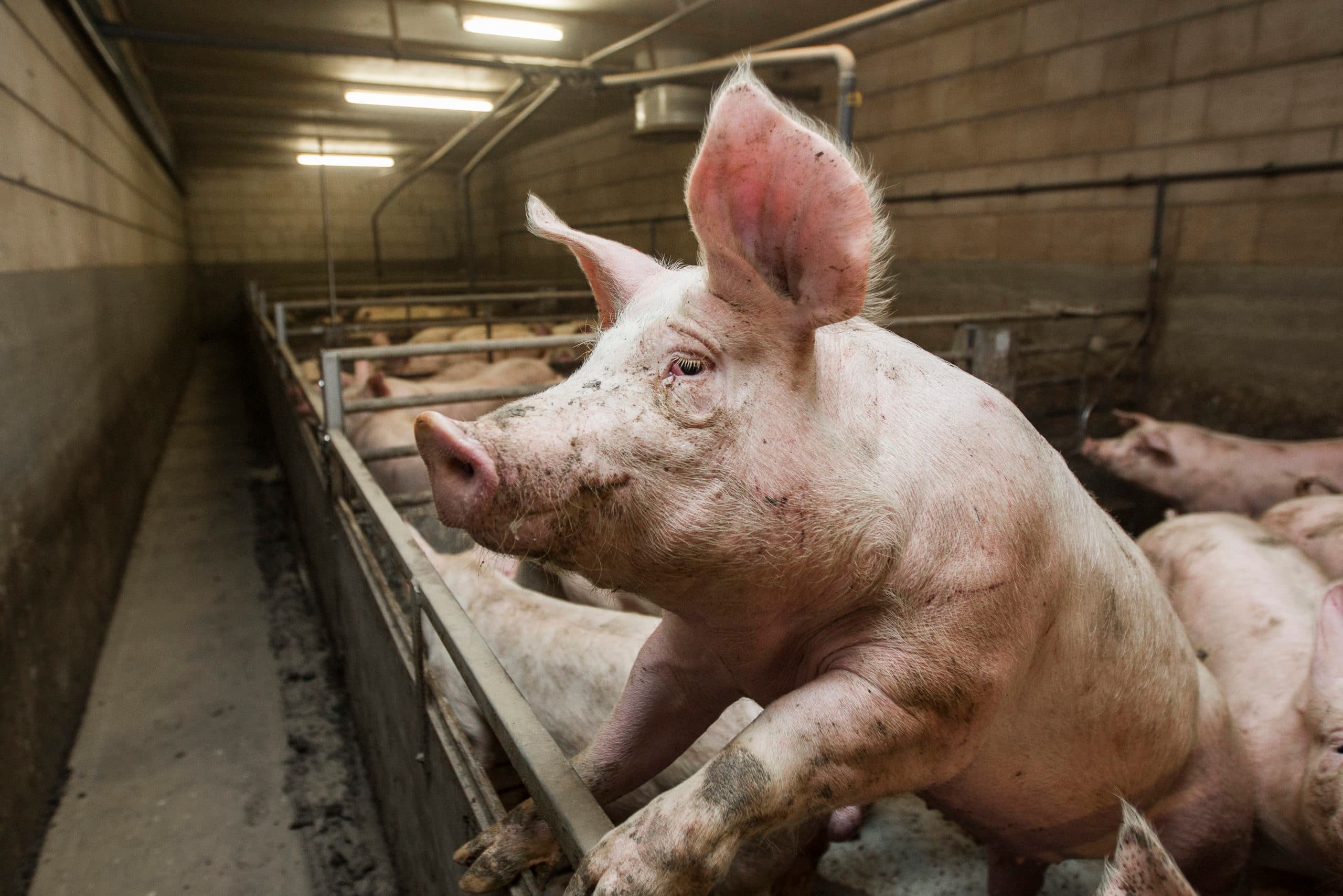 Varkenshouder Johnny Hogenkamp ingrepen bij biggen Dalfsen 405816