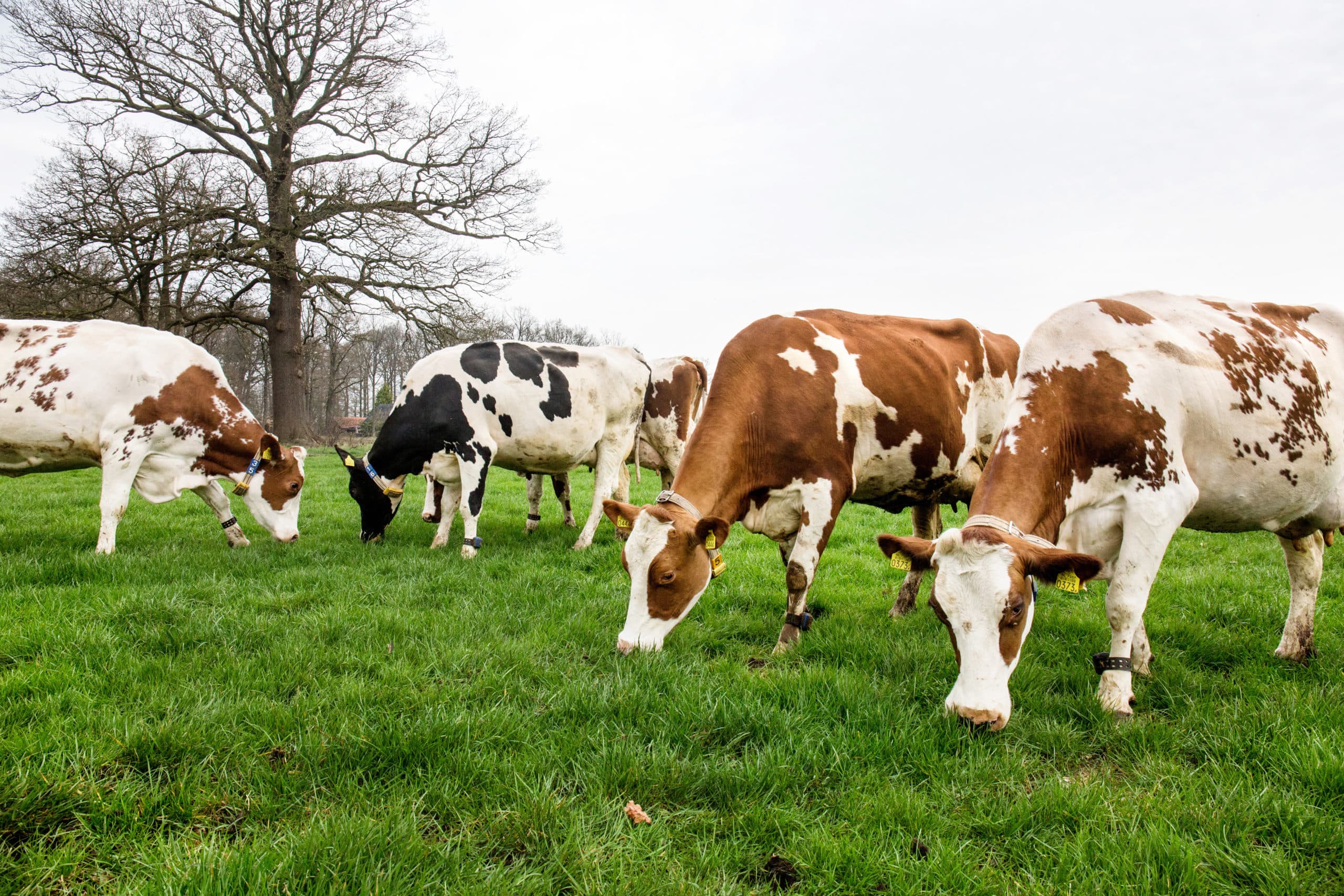 Foto: Herbert Wiggerman