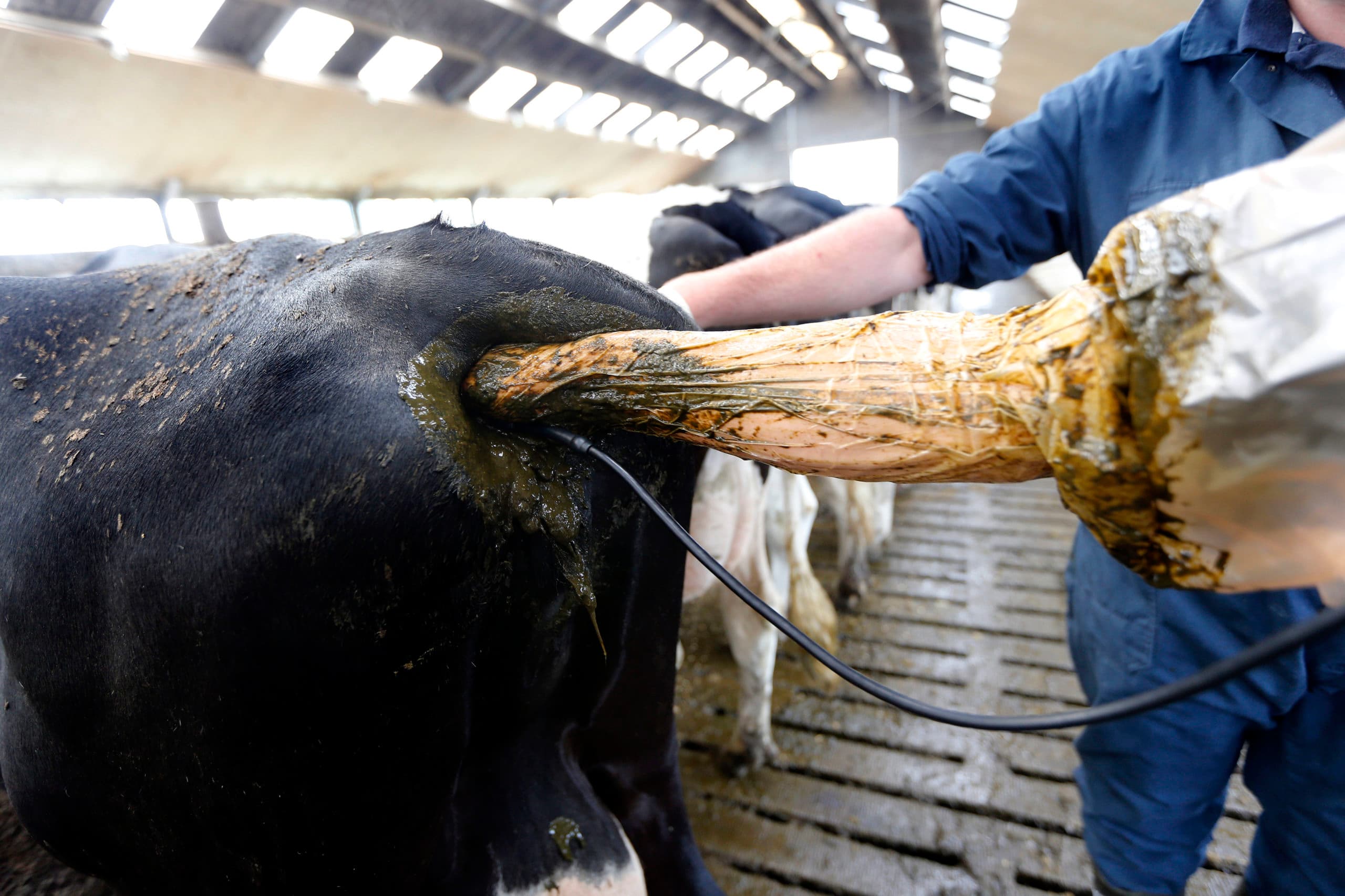 De veekosten bestaan uit inseminatiekosten en dierenartskosten. Met deze kostenpost ligt Nederland Europees gezien laag, maar vrij gemiddeld ten opzichte van andere exporterende zuivellanden. - Foto: Bert Jansen