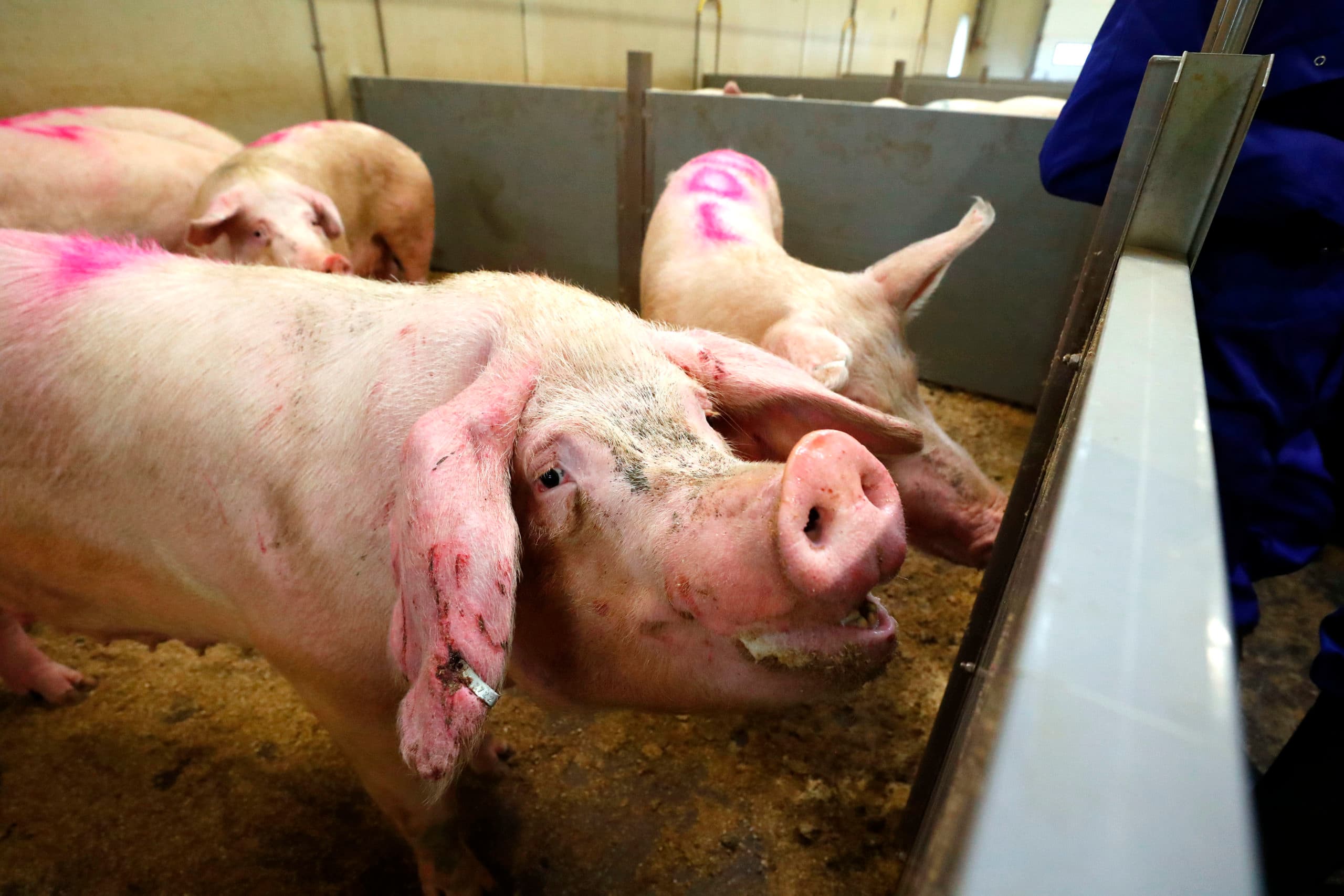 © Fotopersburo Bert Jansen TEL: +31(0)653703449 Onderwerp : eijnden laden varkens 405665 (foto Bert Jansen) Fotograaf   : Bert Jansen Datum : 09-01-2018 Categorie : @2@  Trefwoorden : reed 405665