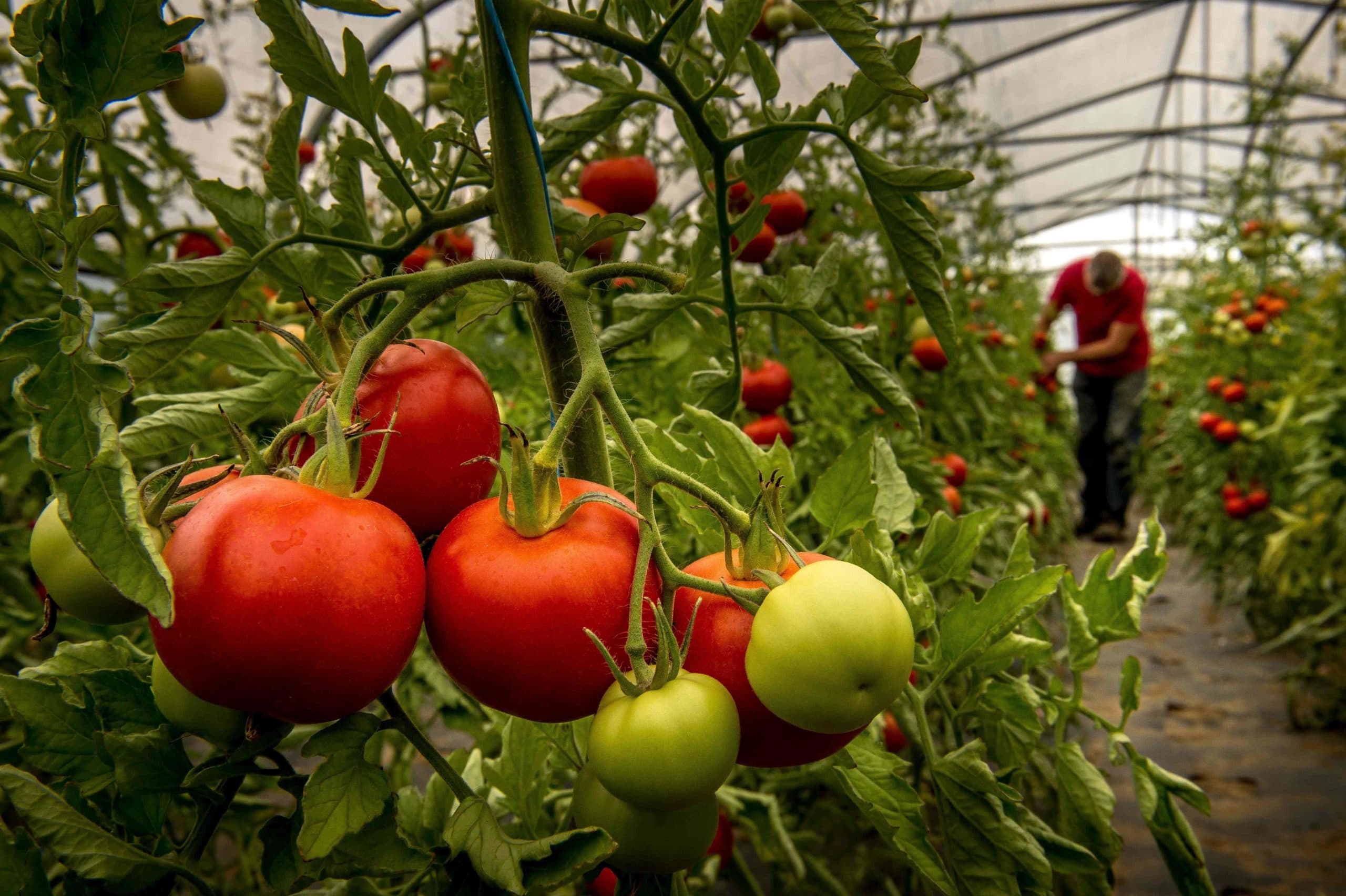2015-08-18 12:40:36 (FILES) This file photo taken on August 18, 2015 shows an organic vegetable farmer collects tomatoes in his greenhouse in Perenchies.  Thousands of farmers gathered during the Tech & Bio on September 20 and 21 in Bourg-les-Valence. / AFP PHOTO / PHILIPPE HUGUEN
