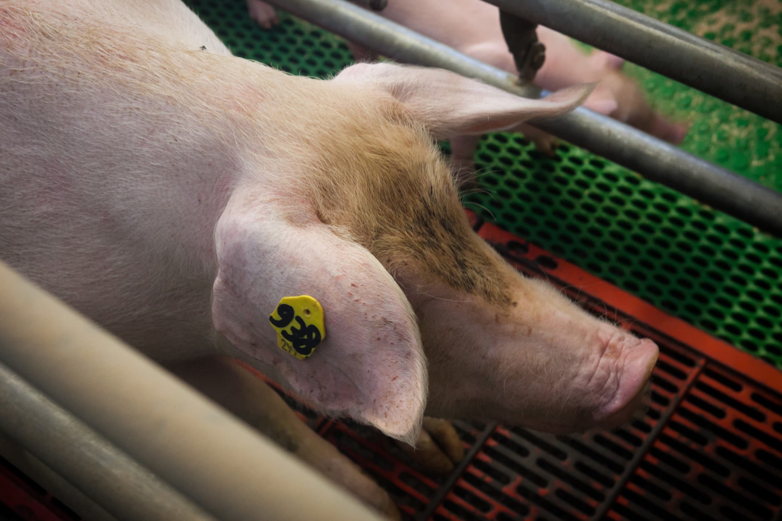 Foto: Joris Telders