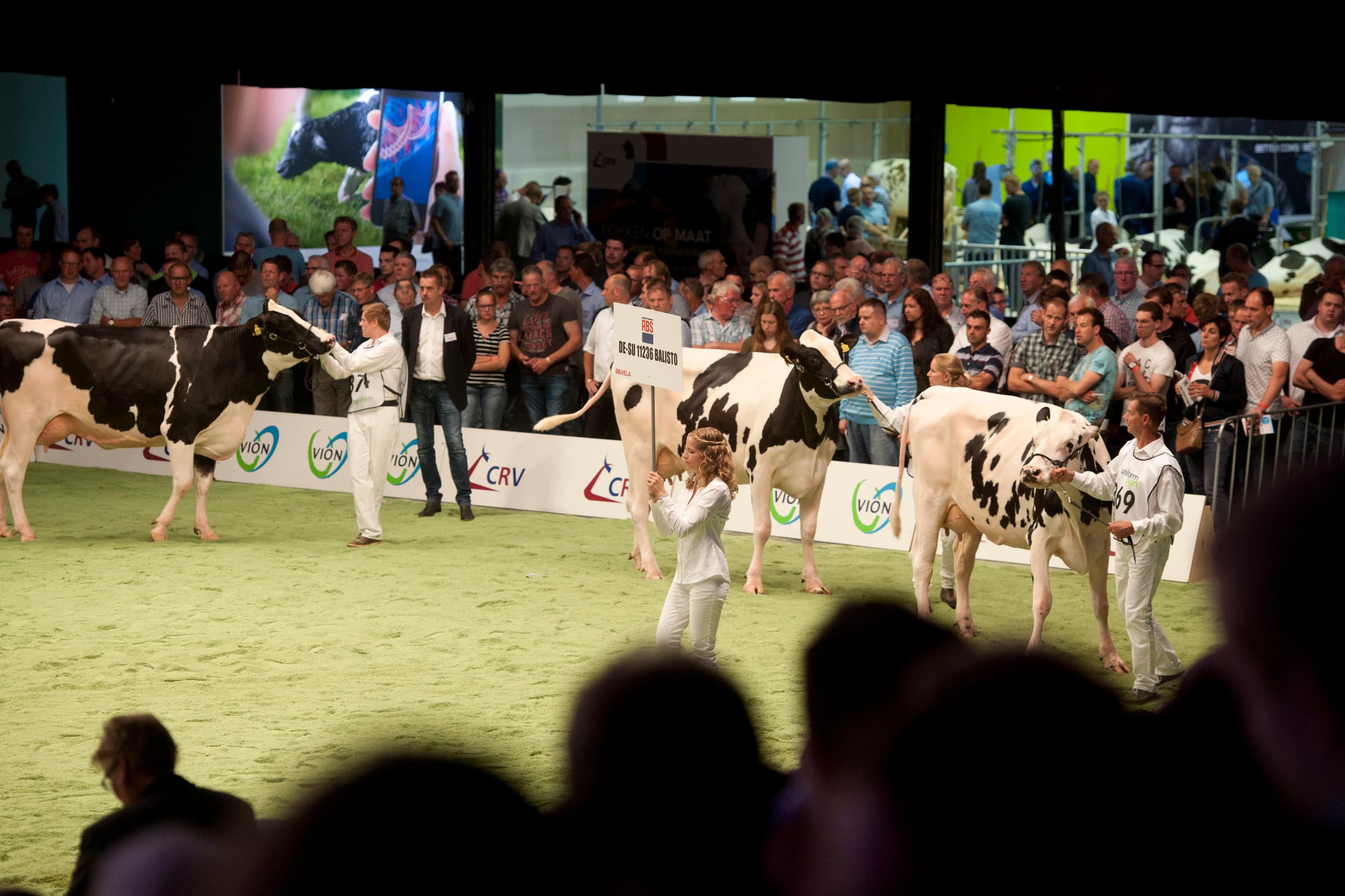 Balisto, nummer 2 van de NVI-rangschikking, kende een prima dochtergroep optreden tijdens de NRM 2017 in Zwolle. - Foto: Mark Pasveer