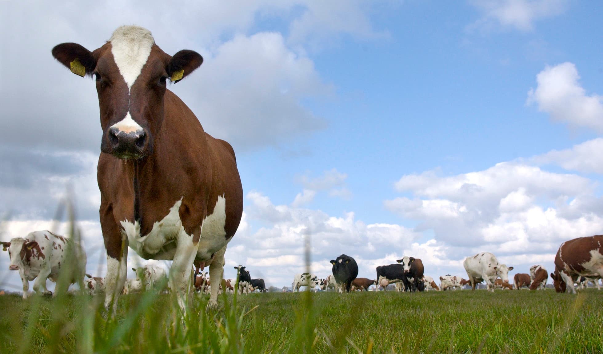 Reed Business Inform. Boerderij  Koeien rennen voor het eerst weer in de Wei. Familie Bakker Koeien mogen de stal uit.