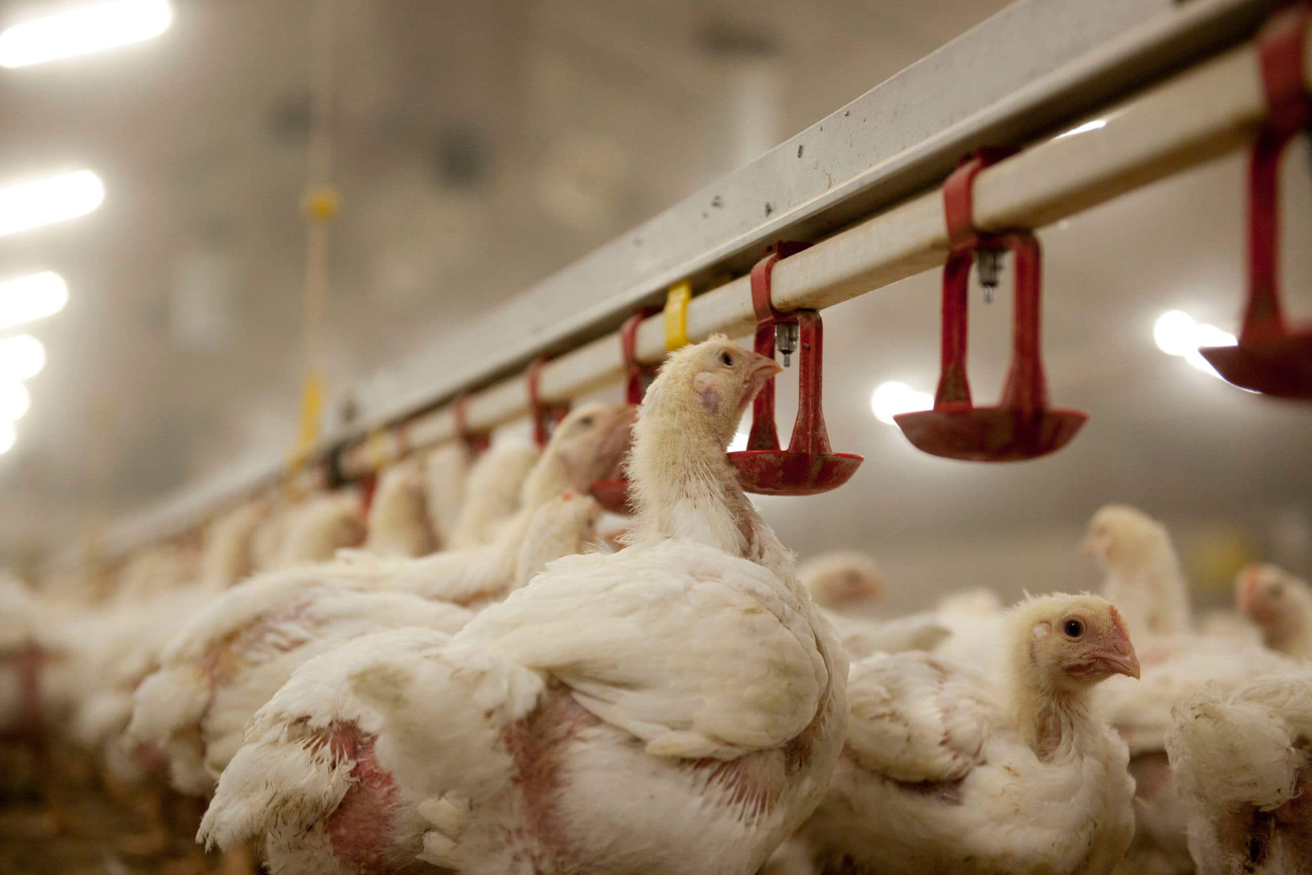 Risico s in pluimveehouderij reëel en talrijk