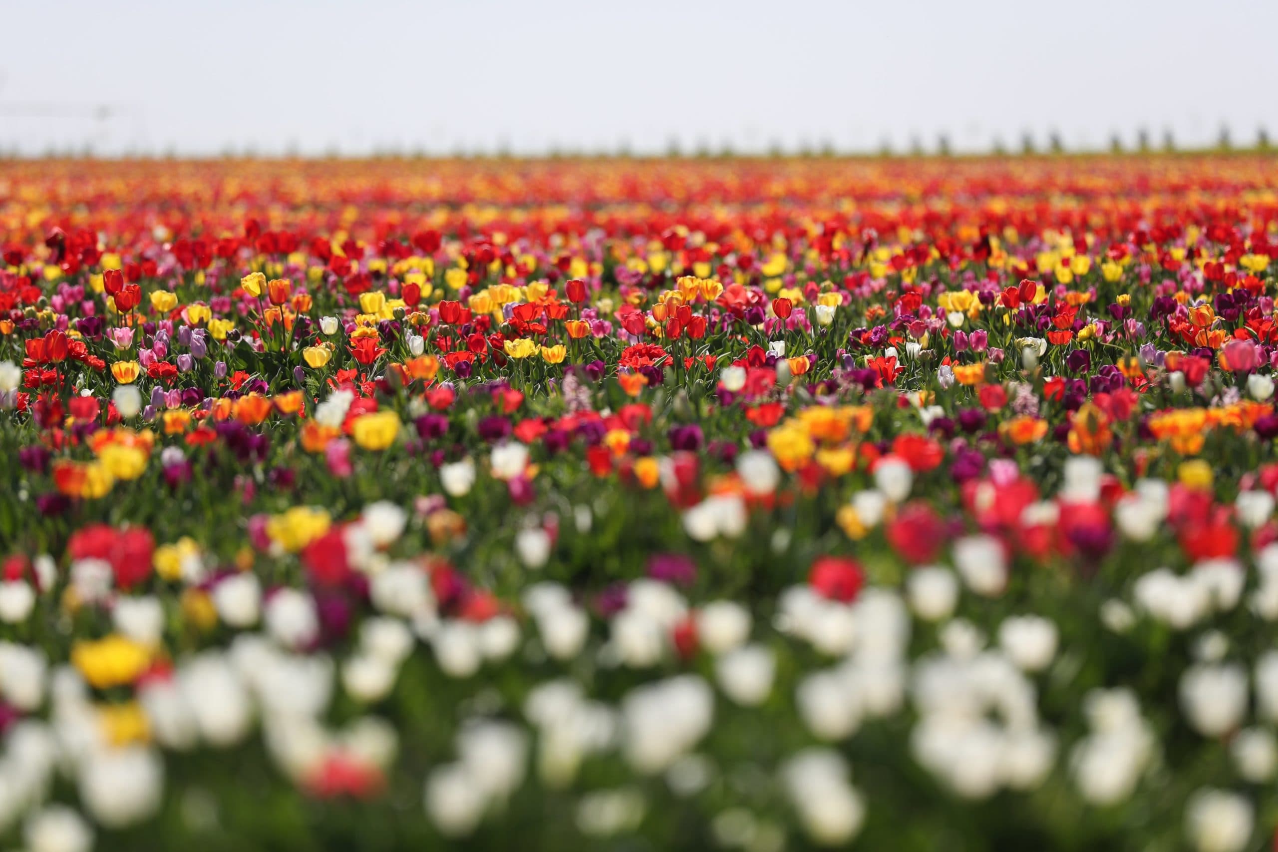 Nee, dit is geen bollenveld in Noord-Nederland. Ook in Turkije komen de bollenvelden in bloei te staan. De bloemen hebben hetzelfde effect op toeristen als in Nederland, ook de Turkse bollenboeren verwachten veel selfie-makende burgers. - Foto: EPA