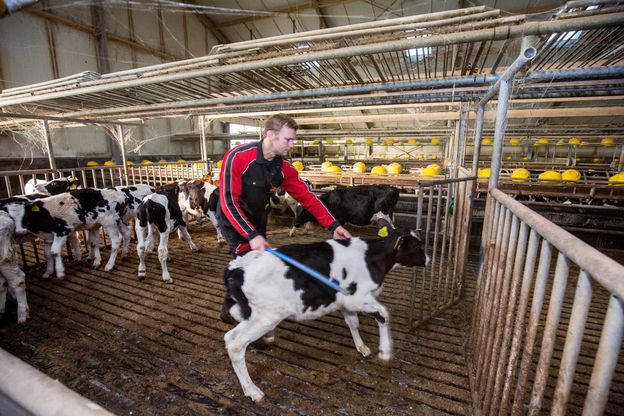 De kalveren worden een paar weken na opvang gehuisvest in groepen van 12. Het sorteren van dieren is een terugkerende bezigheid voor Van Herk.