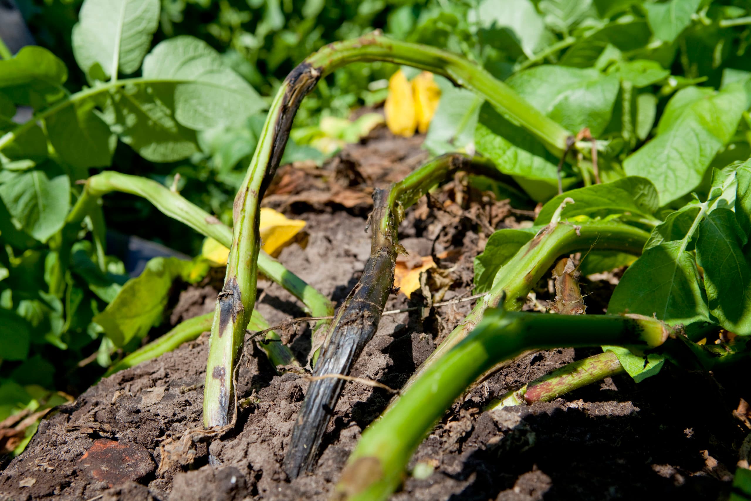 Aardappelplant met erwinia-aantasting. - Foto: Jan Willem Schouten