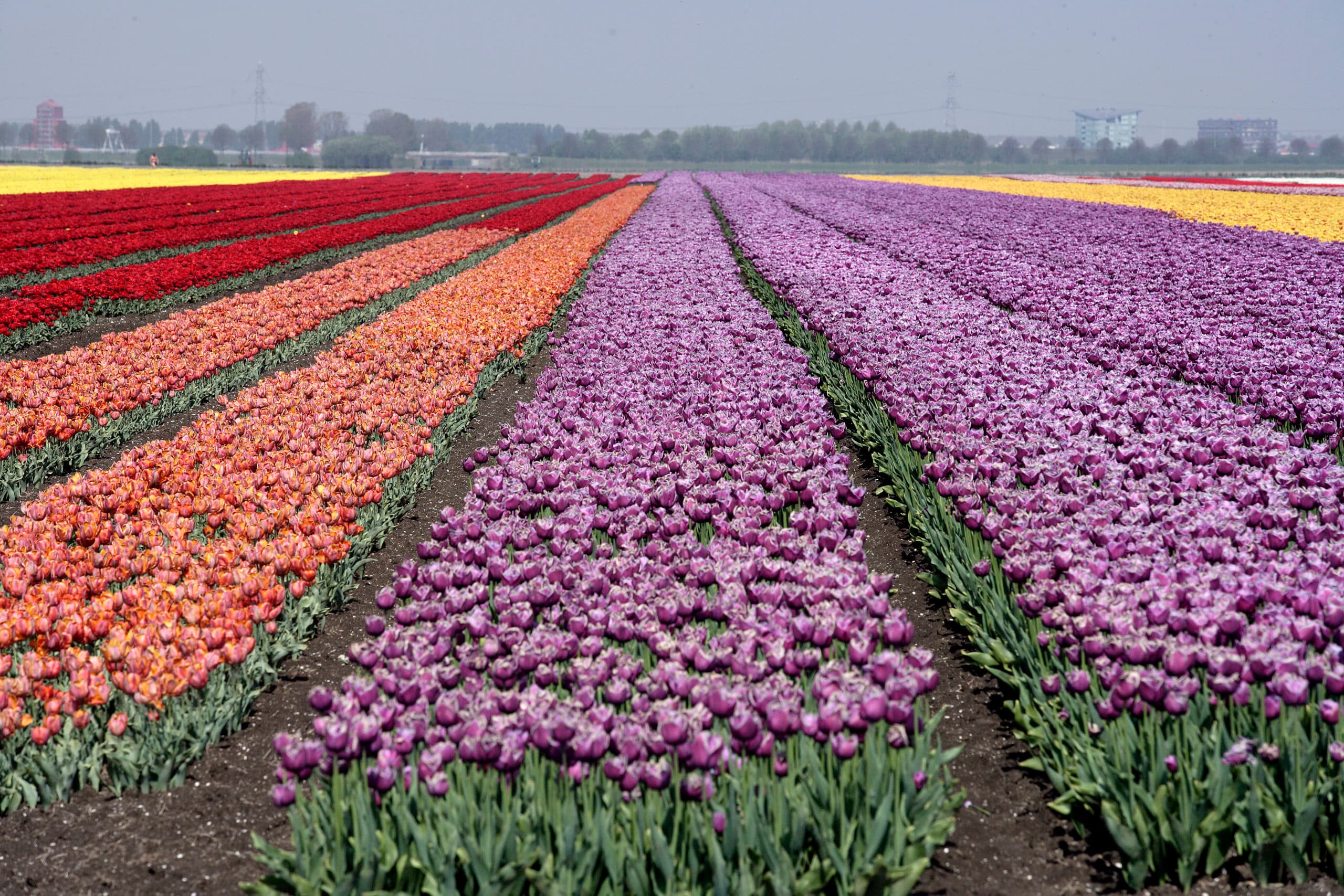 Het areaal tulpenbollen groeit het hardst in Nederland. Foto: Hans Prinsen