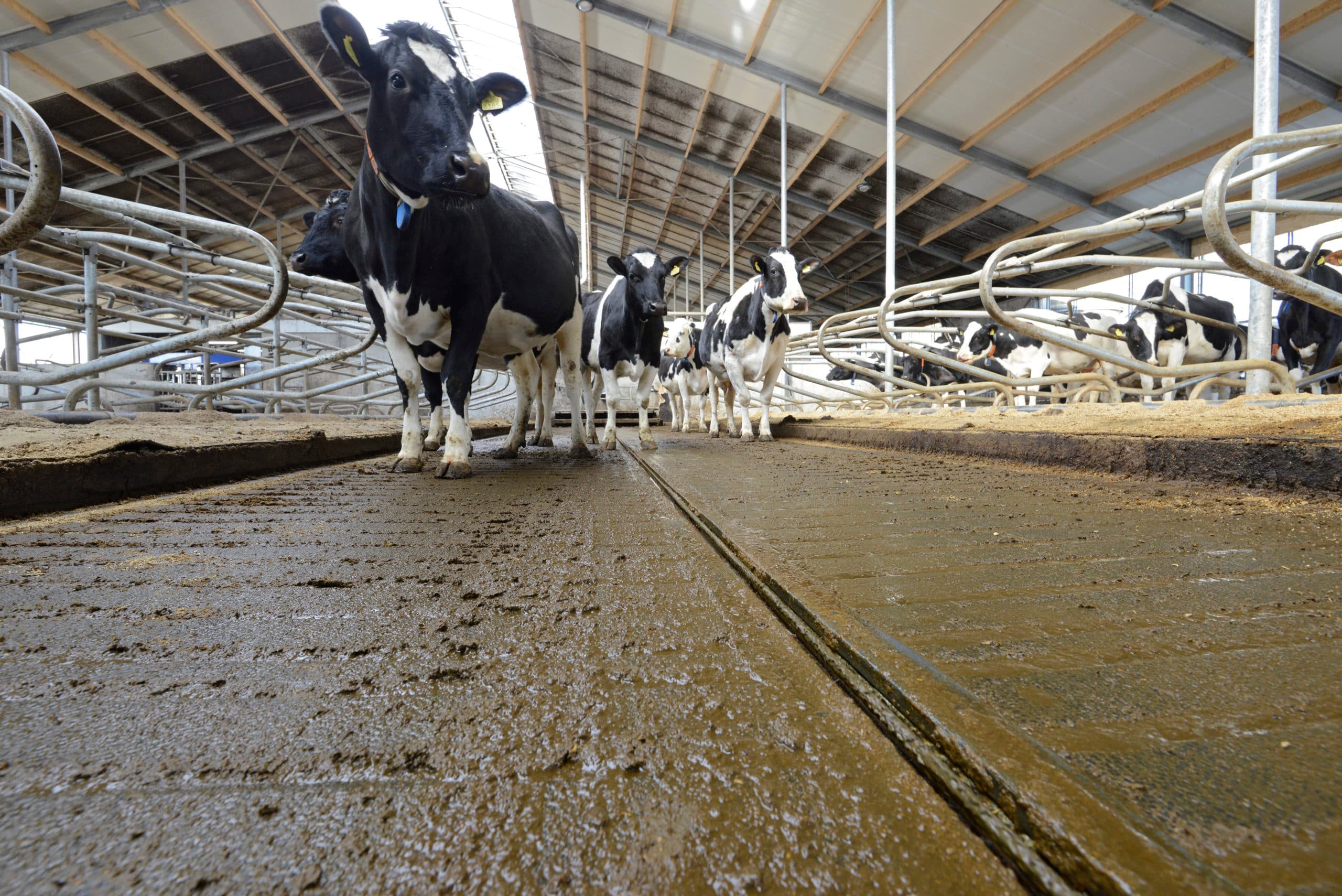 Opdrachtnummer 400323/Boerderij De emissiearme OptiCowFloor van Animat lin de stal van Lammert de Boer in Makkinga