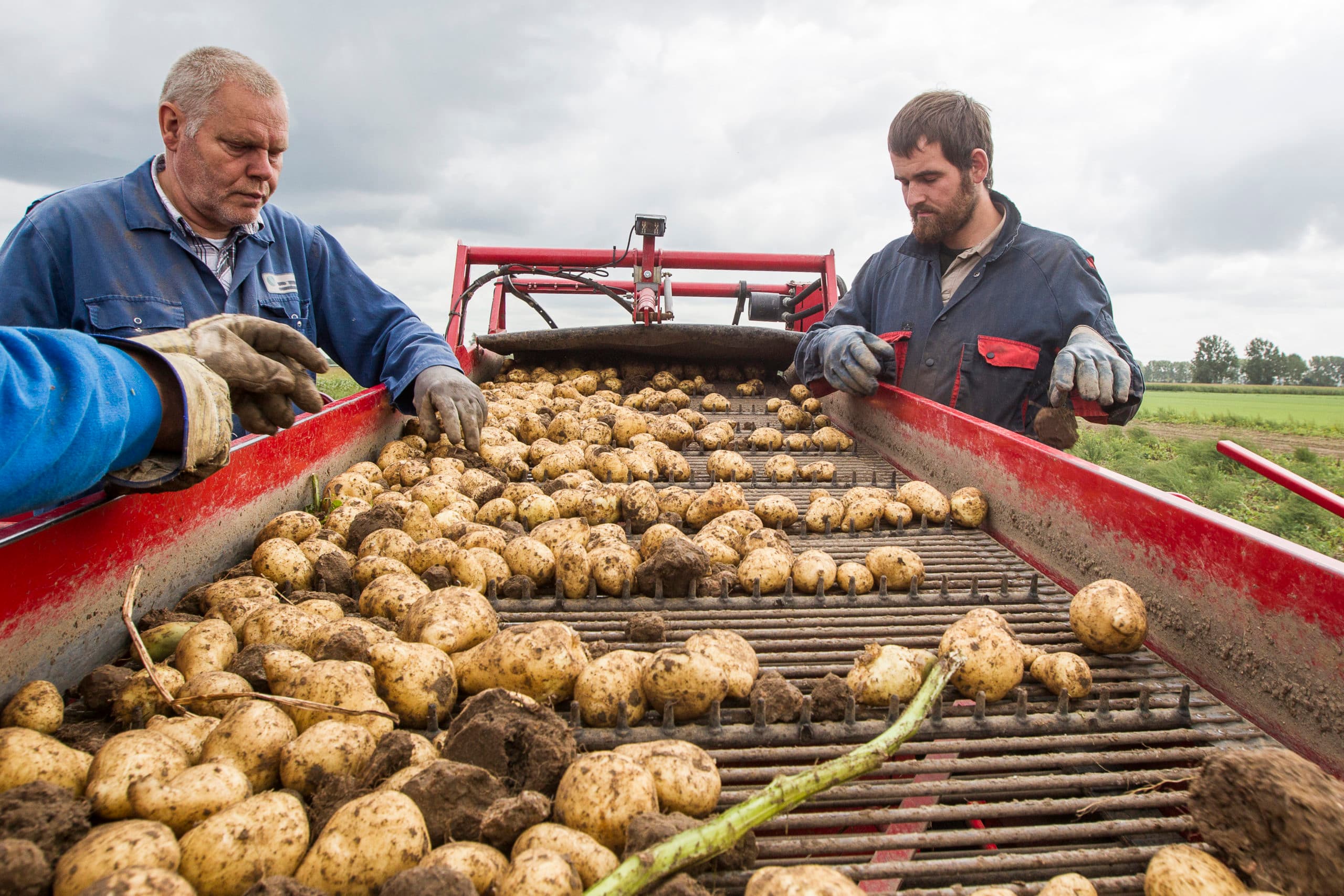 De oogst van zetmeelaardappelen, vorig jaar. - Foto: Ronald Hissink