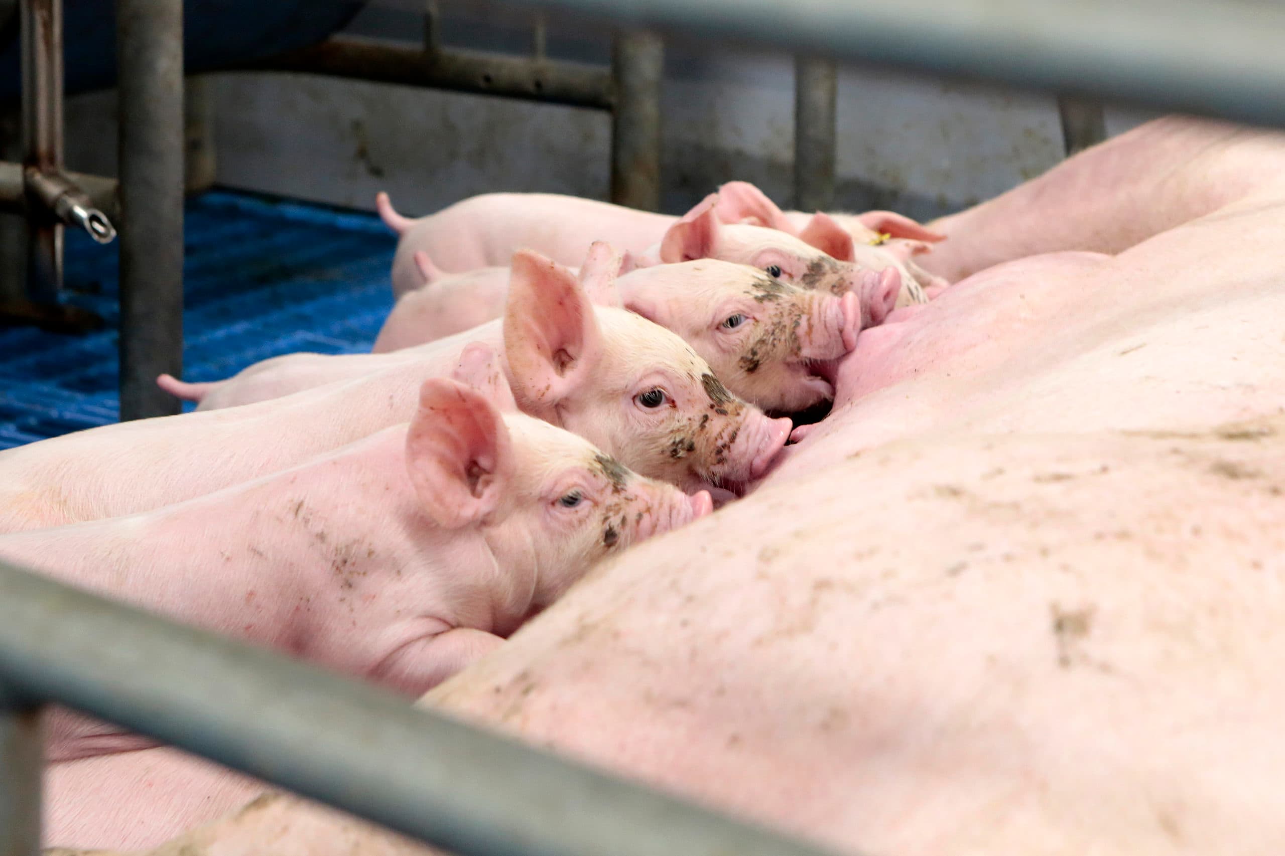 29-09-2017 Voorthuizen, Pig Farm, proefstal Denkavit