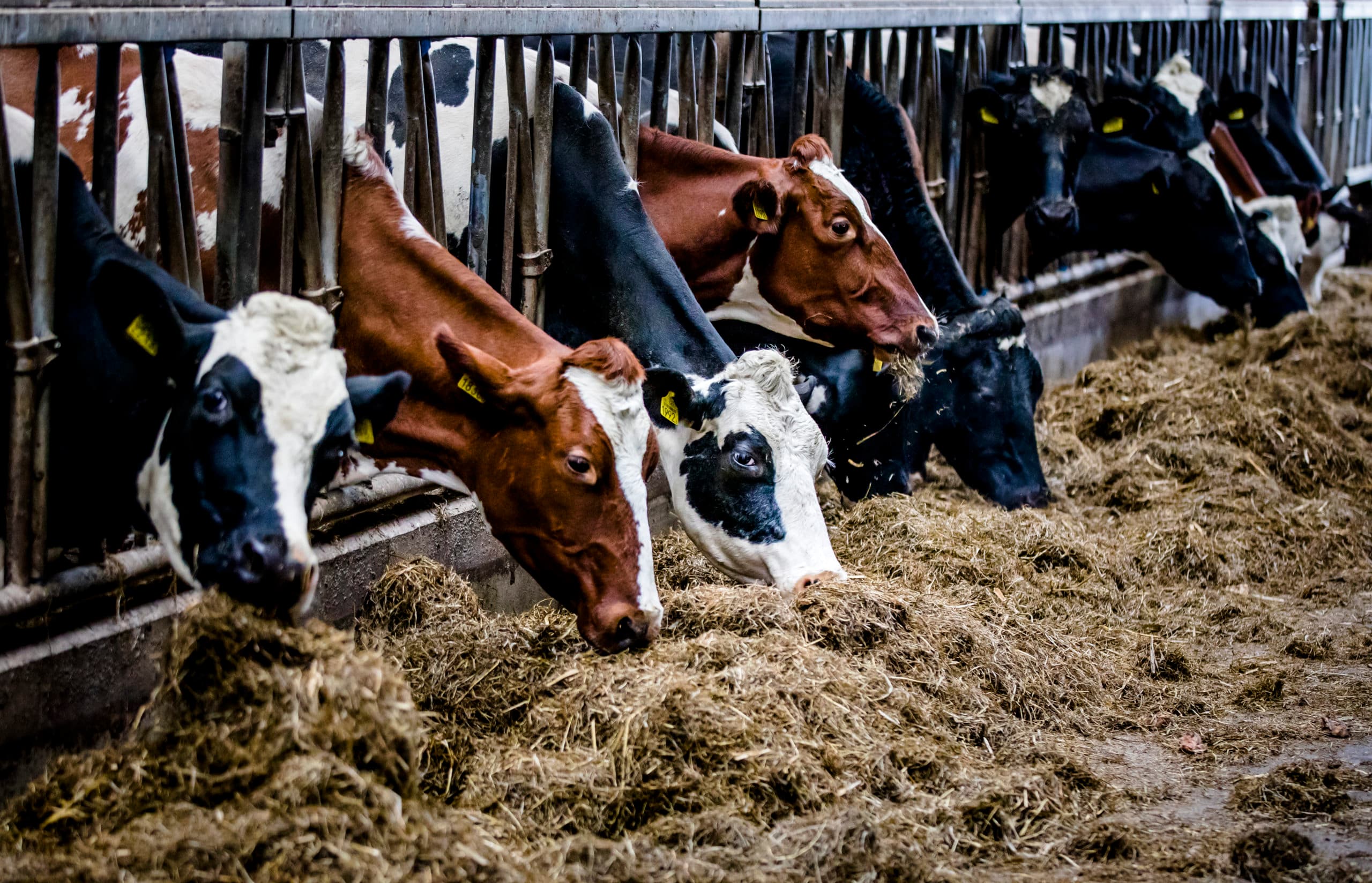 REEUWIJK - De koeien staan op stal bij een melkveehouder in Reeuwijk. De melkveehouderij heeft afgelopen jaar fors minder fosfaat   als bestanddeel van mest   uitgestoten dan in 2016. Dankzij de maatregelen uit het fosfaatreductieplan is de uitstoot gedaald tot onder het Europese maximum. De goede fosfaatcijfers worden overschaduwd door signalen over fraude met de registratie van runderen door melkveehouders. De ANP BART MAAT