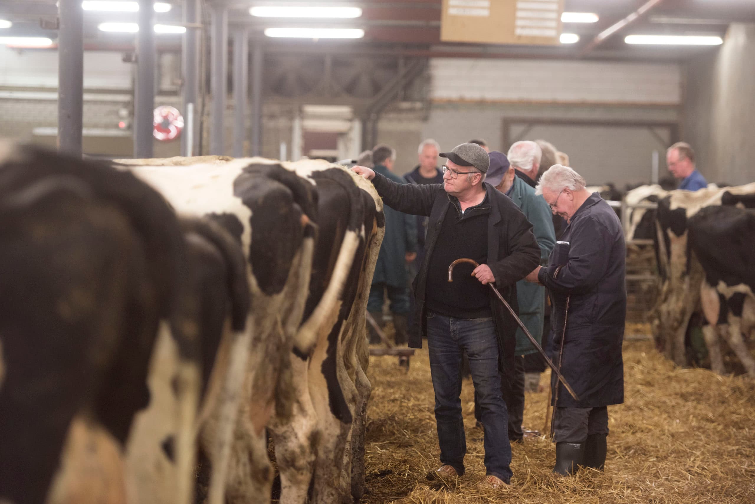 Handel op de veemarkt voor slachtkoeien in Leeuwarden. Wekelijks worden hier zo'n 500 koeien verhandeld.