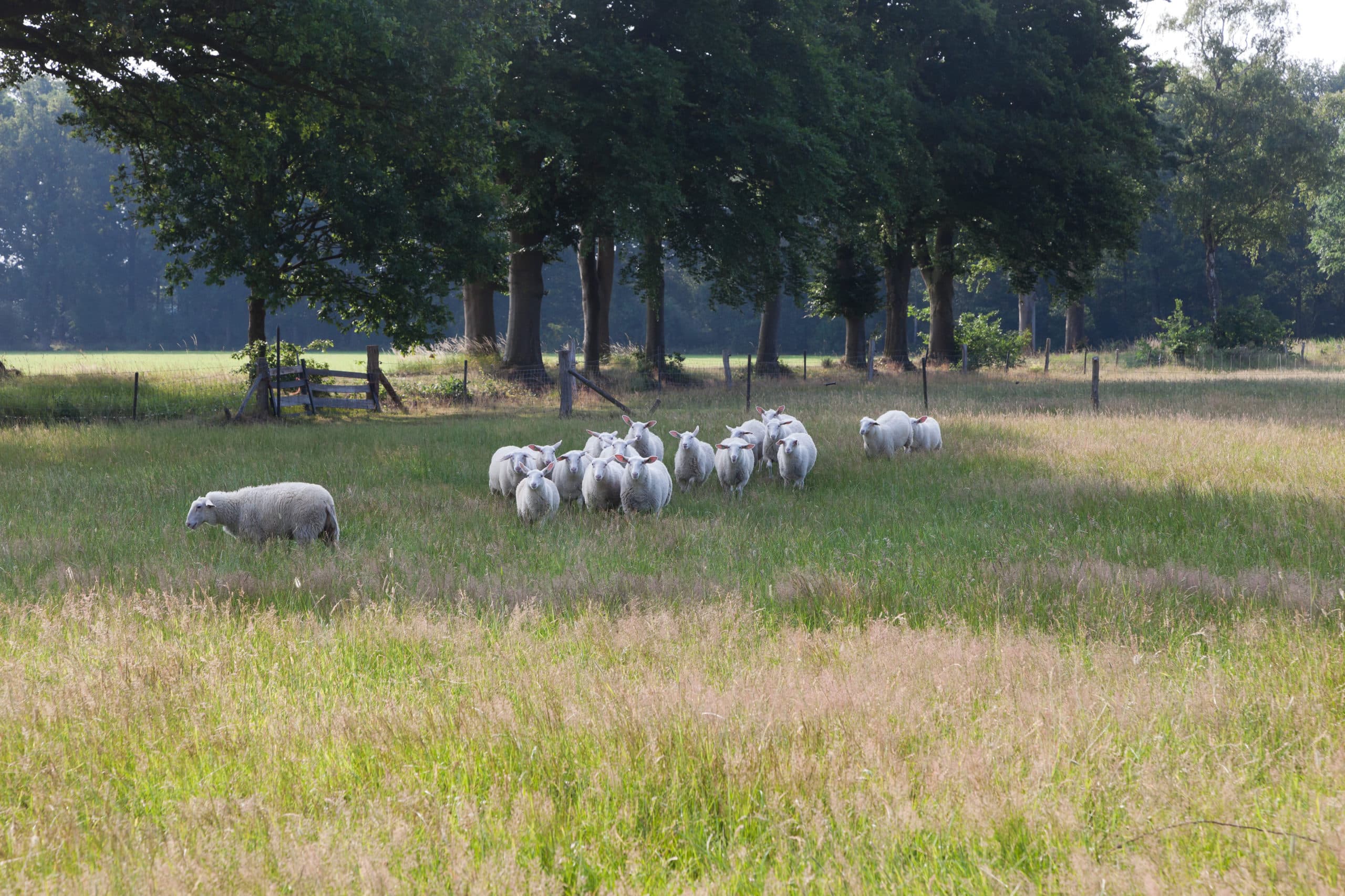 Foto: Joris Telders