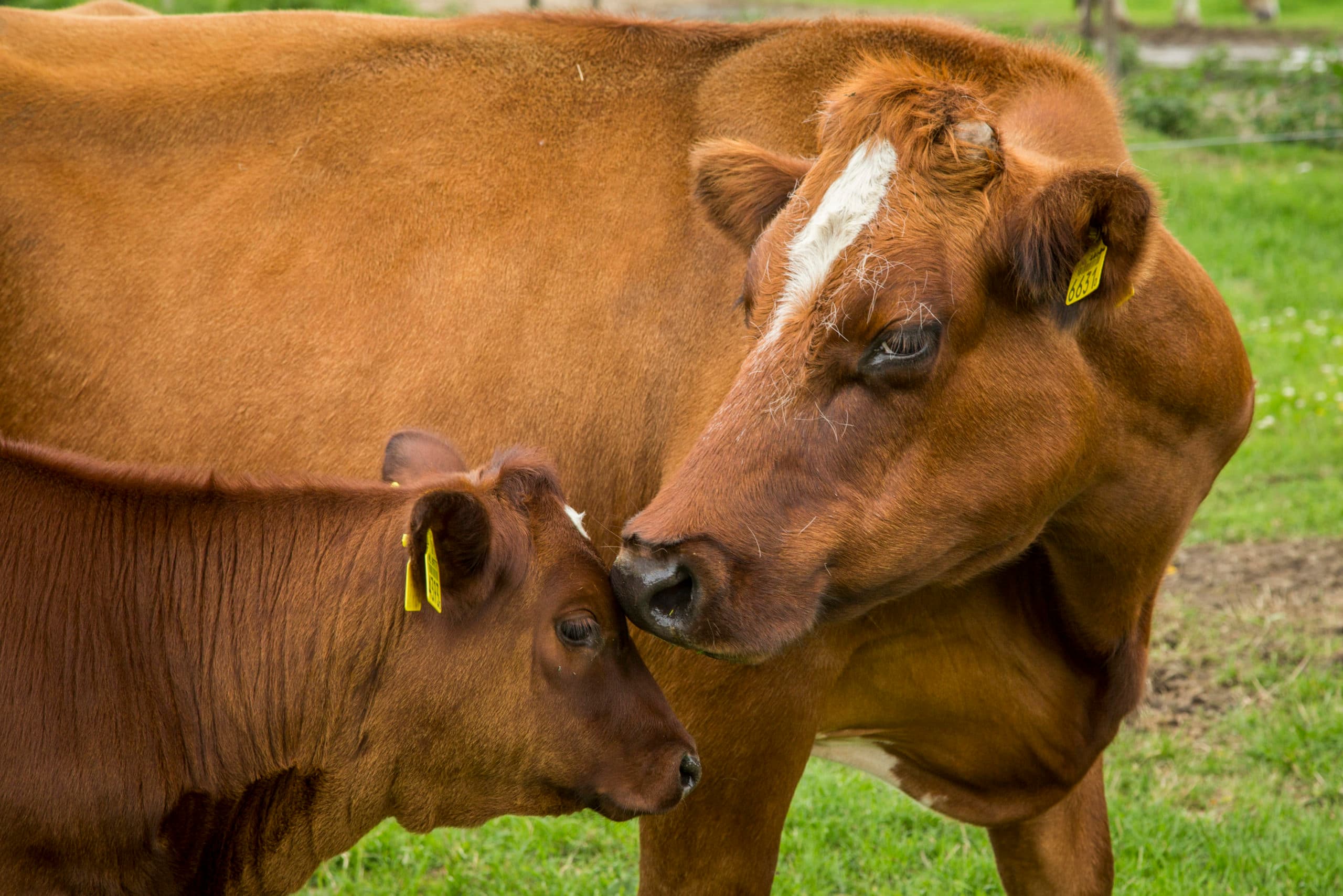 Foto: Koos Groenewold