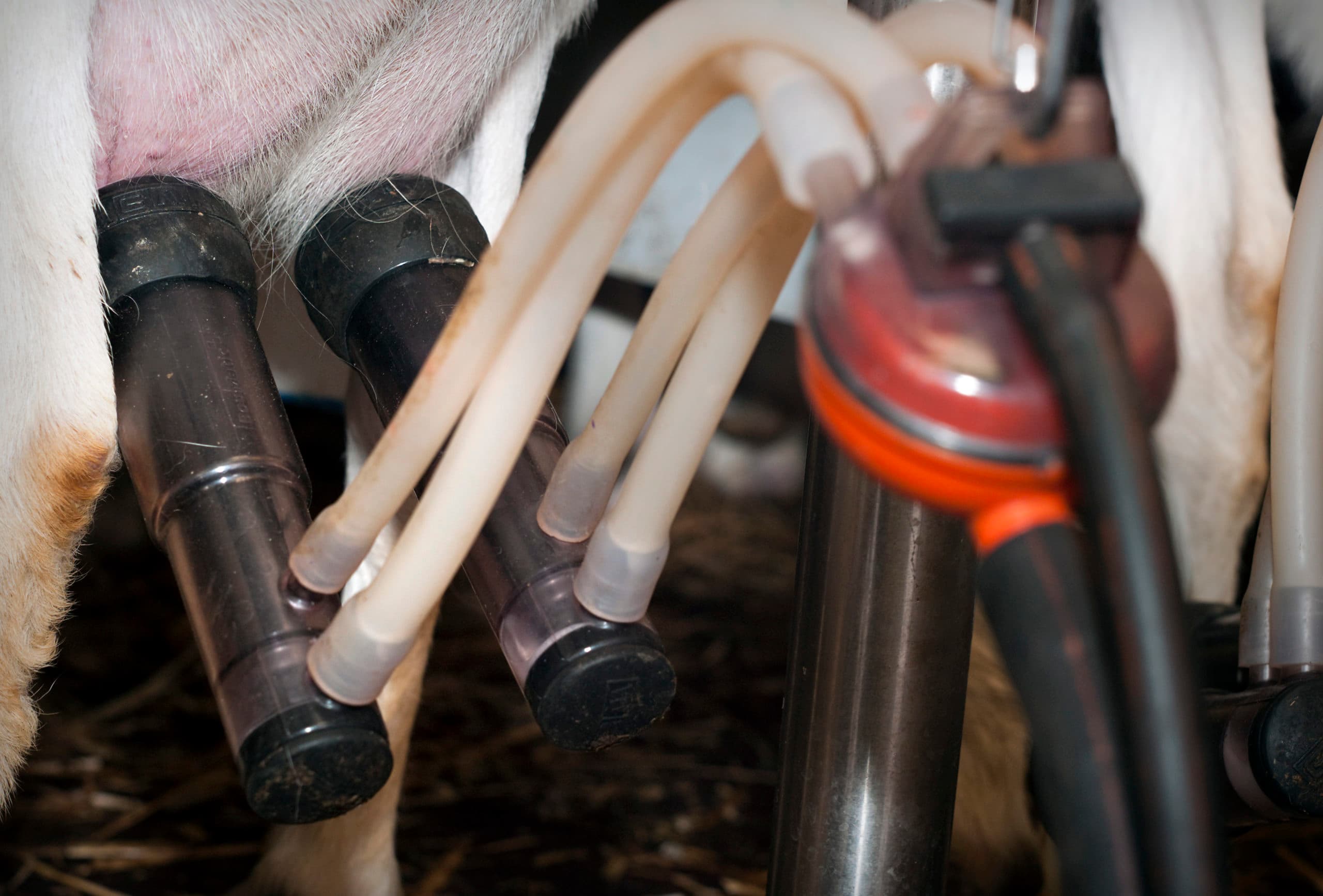 De geiten van Corne van Roessel worden gemolken. tbv Boerderij