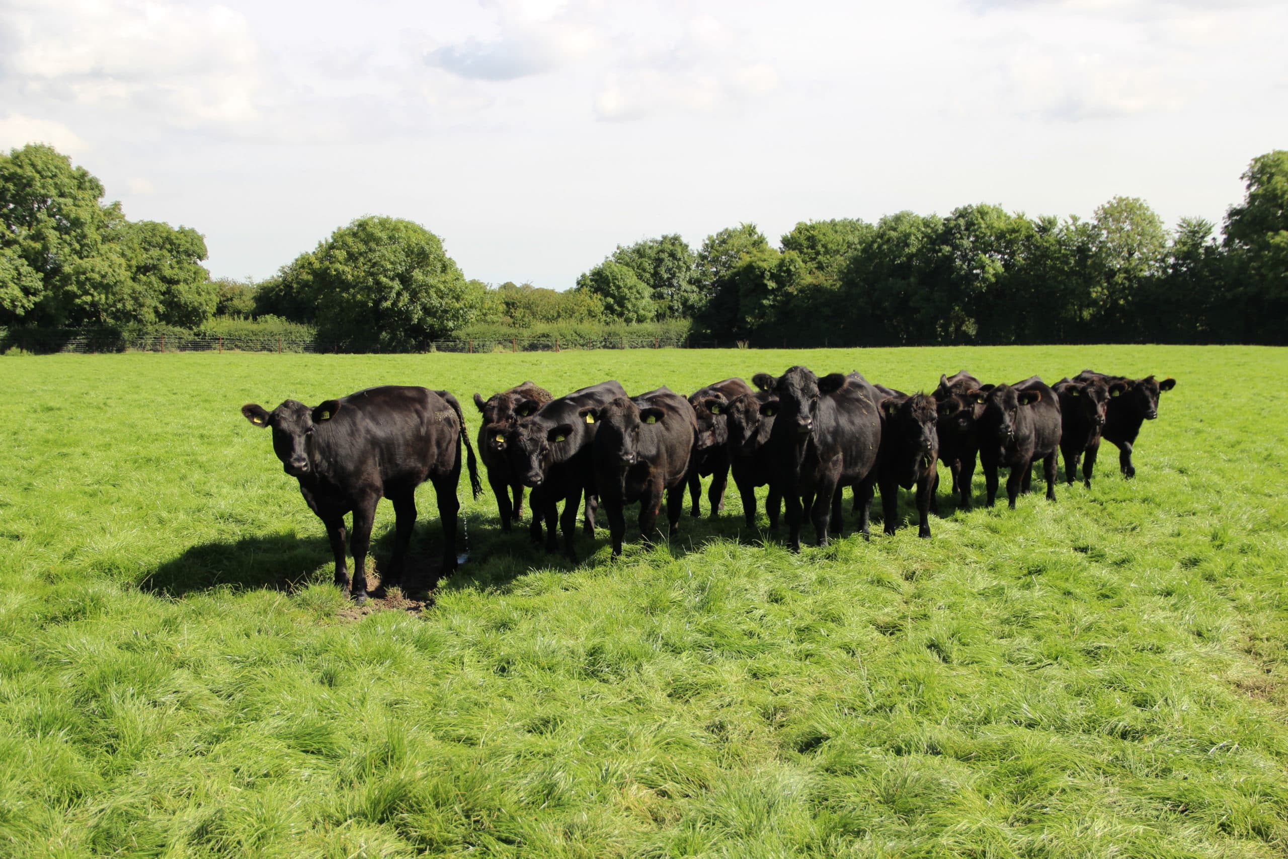 Foto: Boerderij