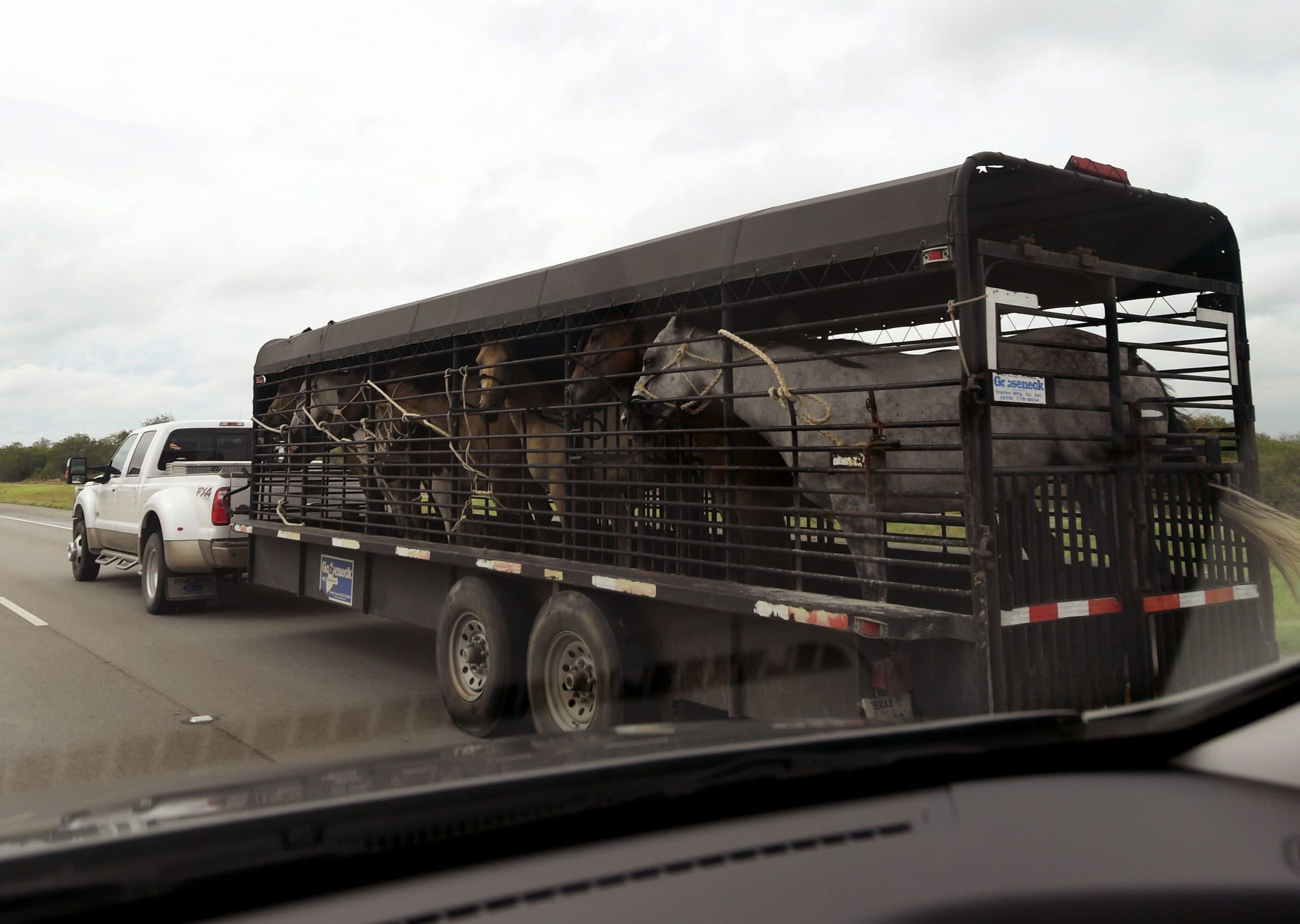 2017-08-25 13:10:37 TOPSHOT - Horses are evacuated in San Antonio, Texas, on August 25, 2017, as Hurricane Harvey approaches.   Harvey has intensified into a powerful category three storm, US meteorologists said August 25, as the Gulf Coast states of Texas and Louisiana braced for the first major hurricane to hit land since 2005. Harvey, which is set to make landfall late Friday into early Saturday, was packing maximum sustained winds of close to 120 miles (195 kilometers) per hour, the National Hurricane Center said. / AFP PHOTO / MARK RALSTON