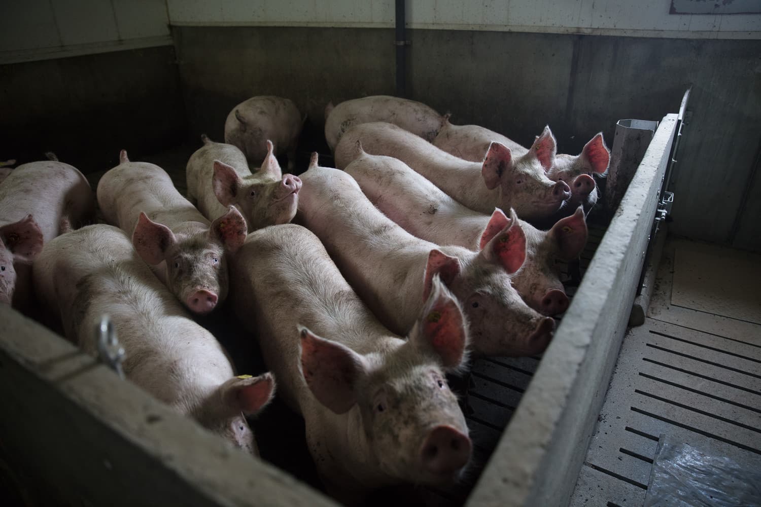 Om te voldoen aan een iets vetter vleesvarken kiezen zeugenhouders met een TN70 zeug voor een Tempo eindbeer. - Foto: Topigs Norsvin