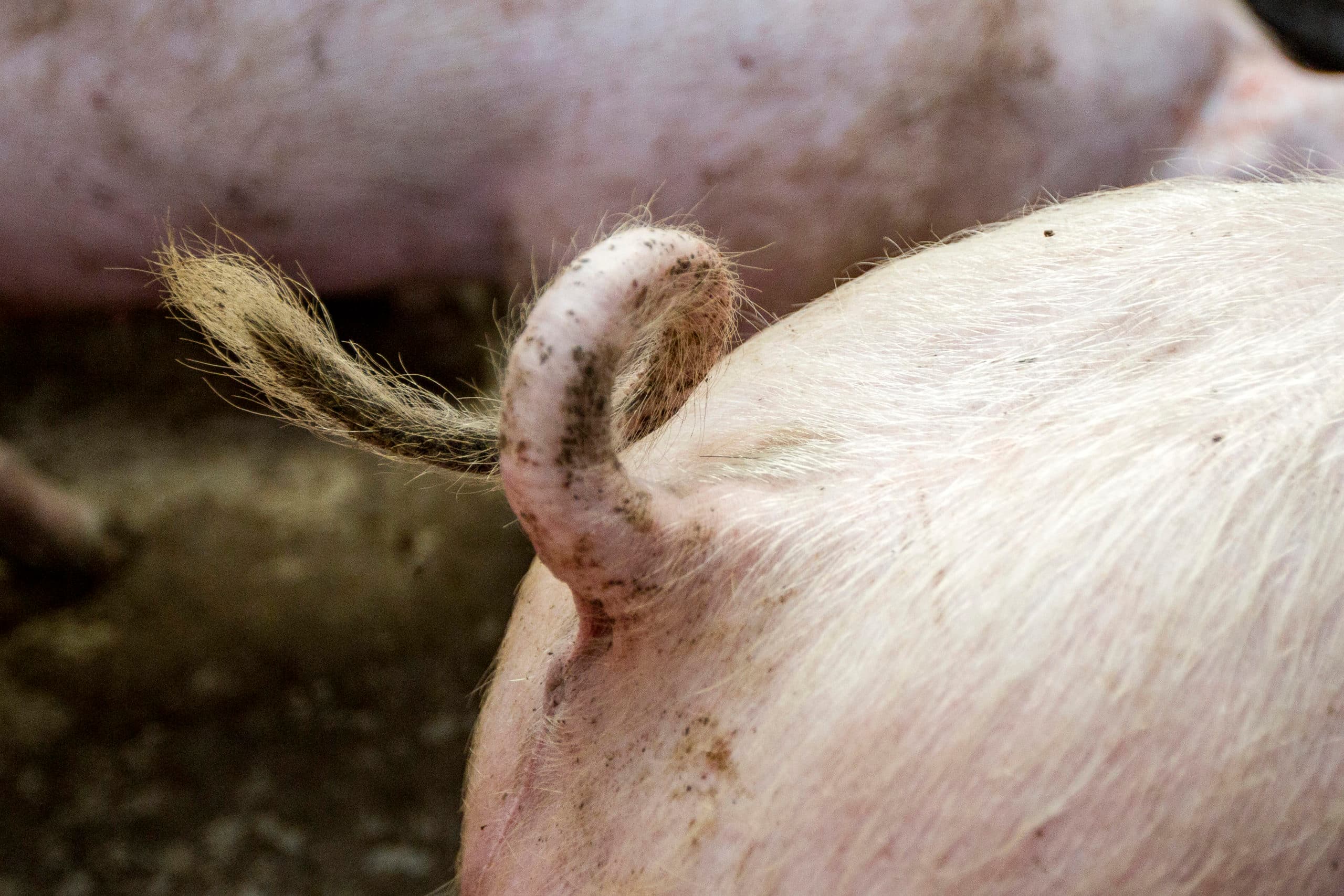 Varkenshouder Johnny Hogenkamp ingrepen bij biggen Dalfsen 405816