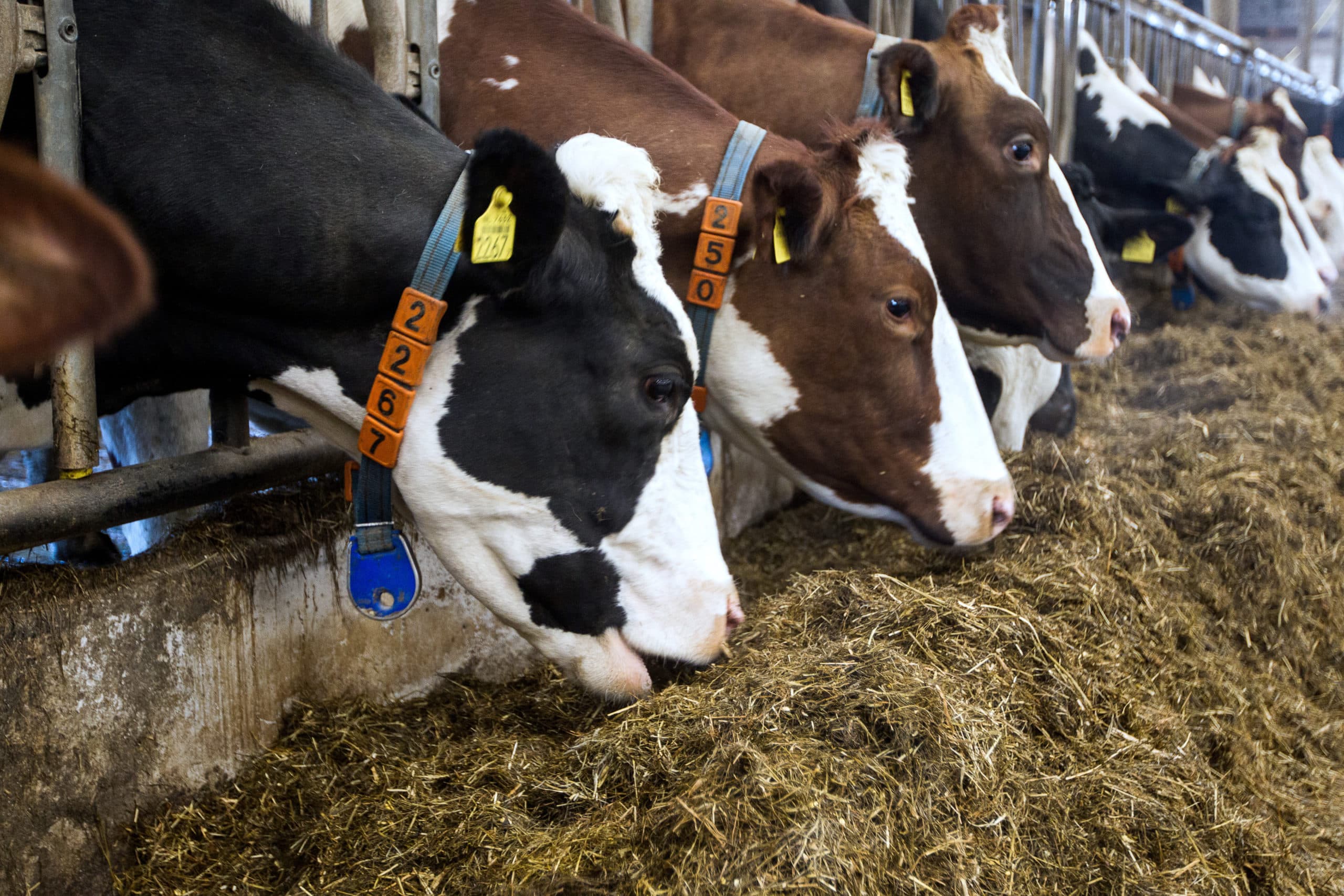 Veehouder Hoeksema uit Barchem 405826