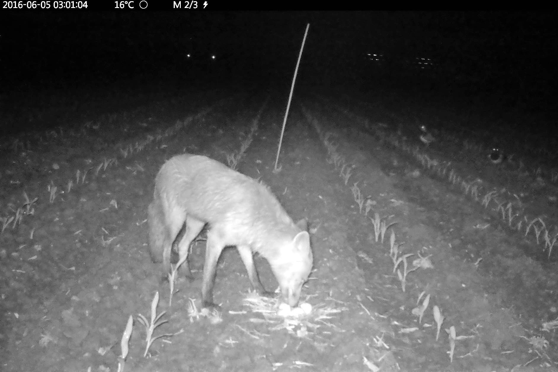 Vos vreet kievitsnest leeg. De vogels kijken van afstand toe. Beeld gemaakt met wildcamera. - Foto: Natuurvereniging Beneden de Vecht