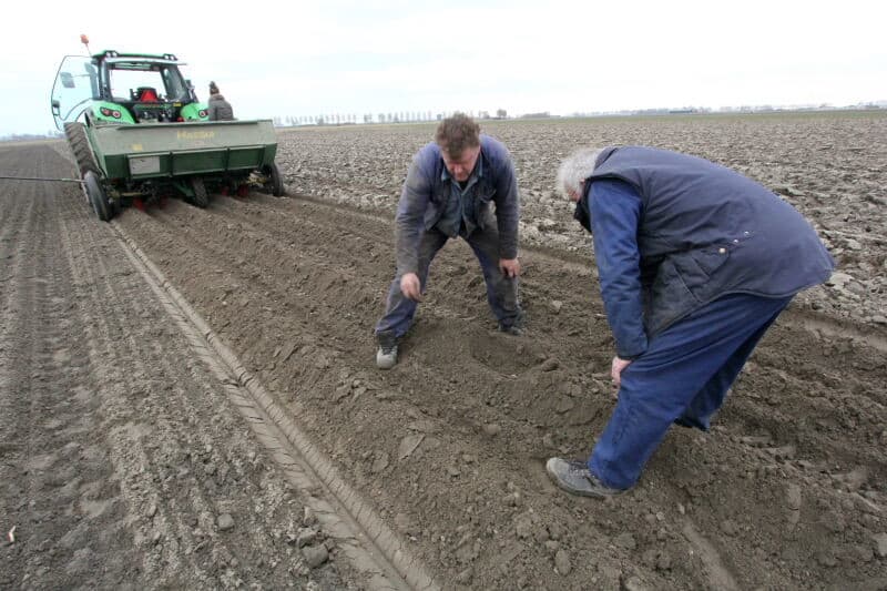 De kistjes worden in de bak van de pootmachine gestort. Hiervoor mogen de kiemen niet te groot zijn, om afbreken te voorkomen.