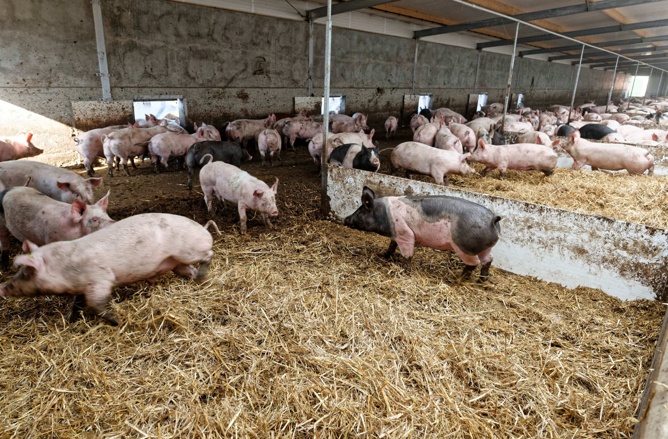 Dijkstal voor vleesvarkens levert beter rendement