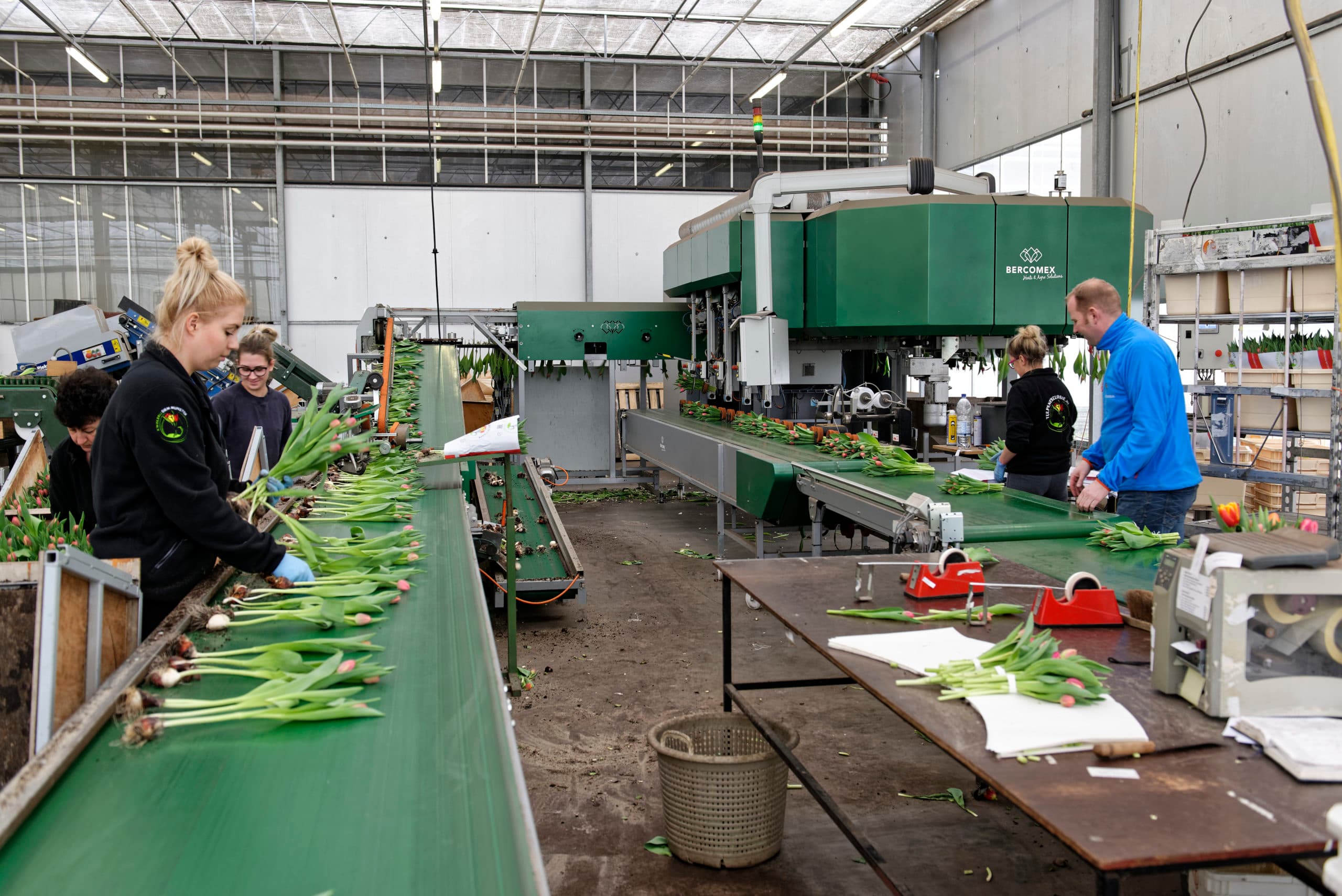 De tulpenbroei duurt 4 maanden. Met behulp van extra personeel worden rondom de automatische bosmachine tulpen aangevoerd, gebost en verpakt.