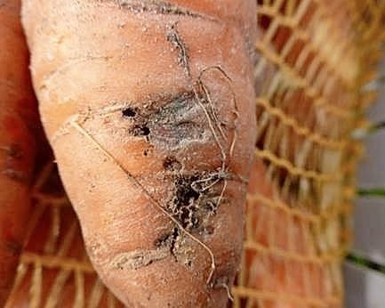 Vraat van de wortelvlieg - Foto: Cebeco Agrochemie