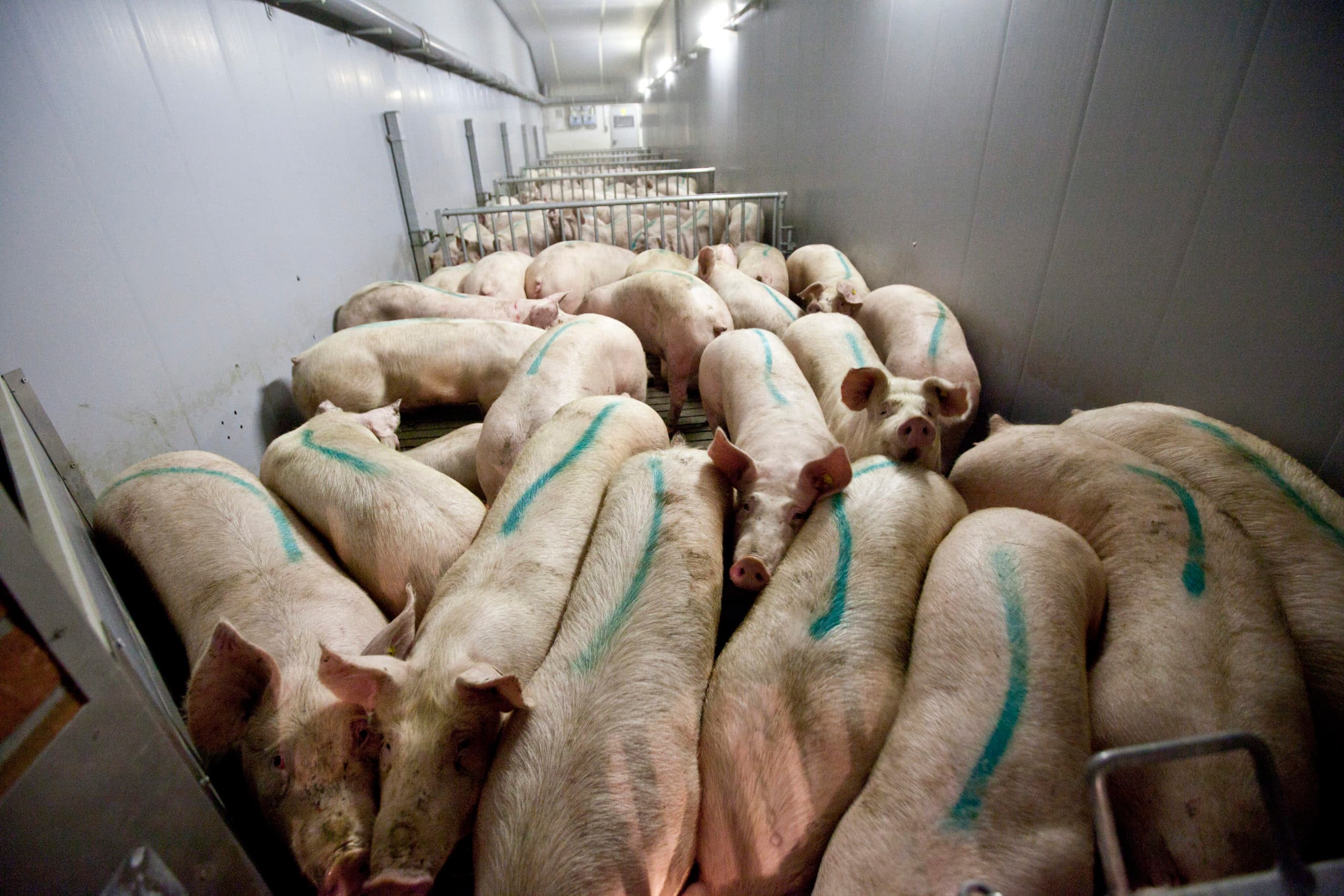 Foto: Koos Groenewold