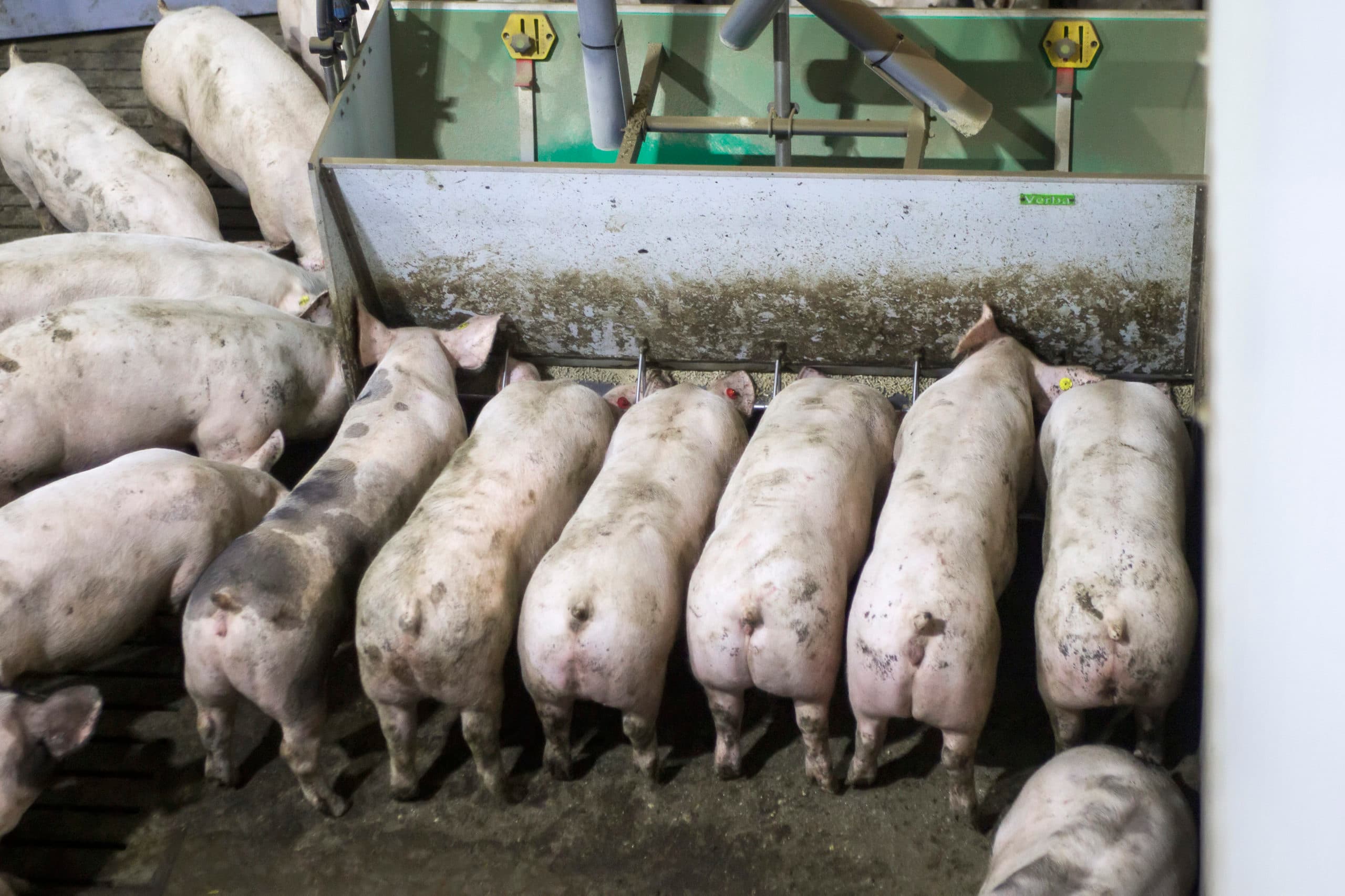 Vanaf eind maart is het bij Vion mogelijk een vaste varkensprijs af te spreken. Foto: Ronald Hissink